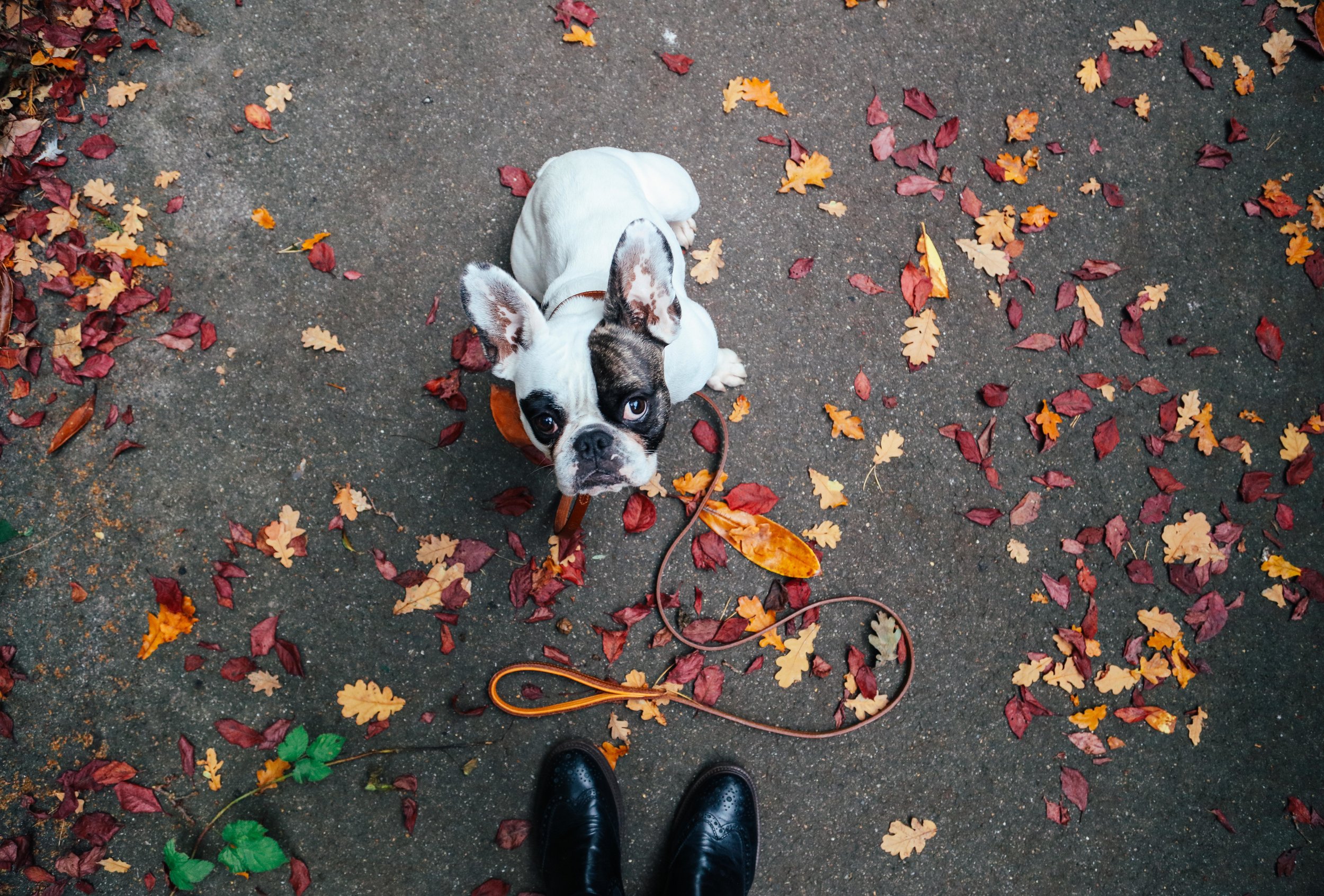 Billion-frenchie-leather lead-london-53.jpg