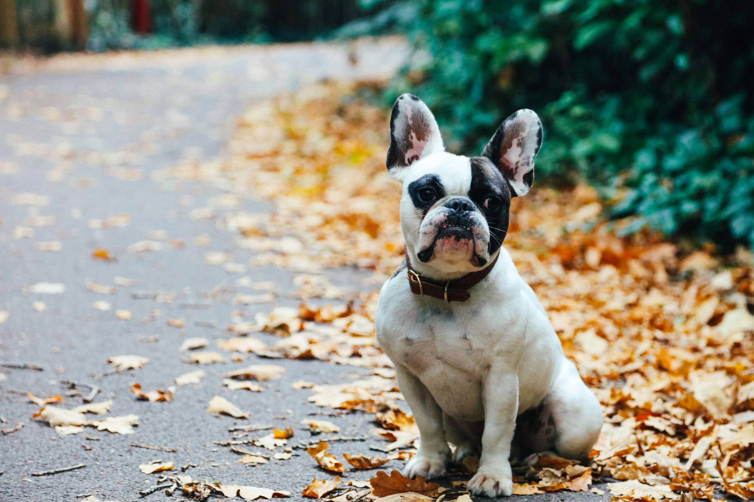 Billion-frenchie-leather lead-london-27.jpg