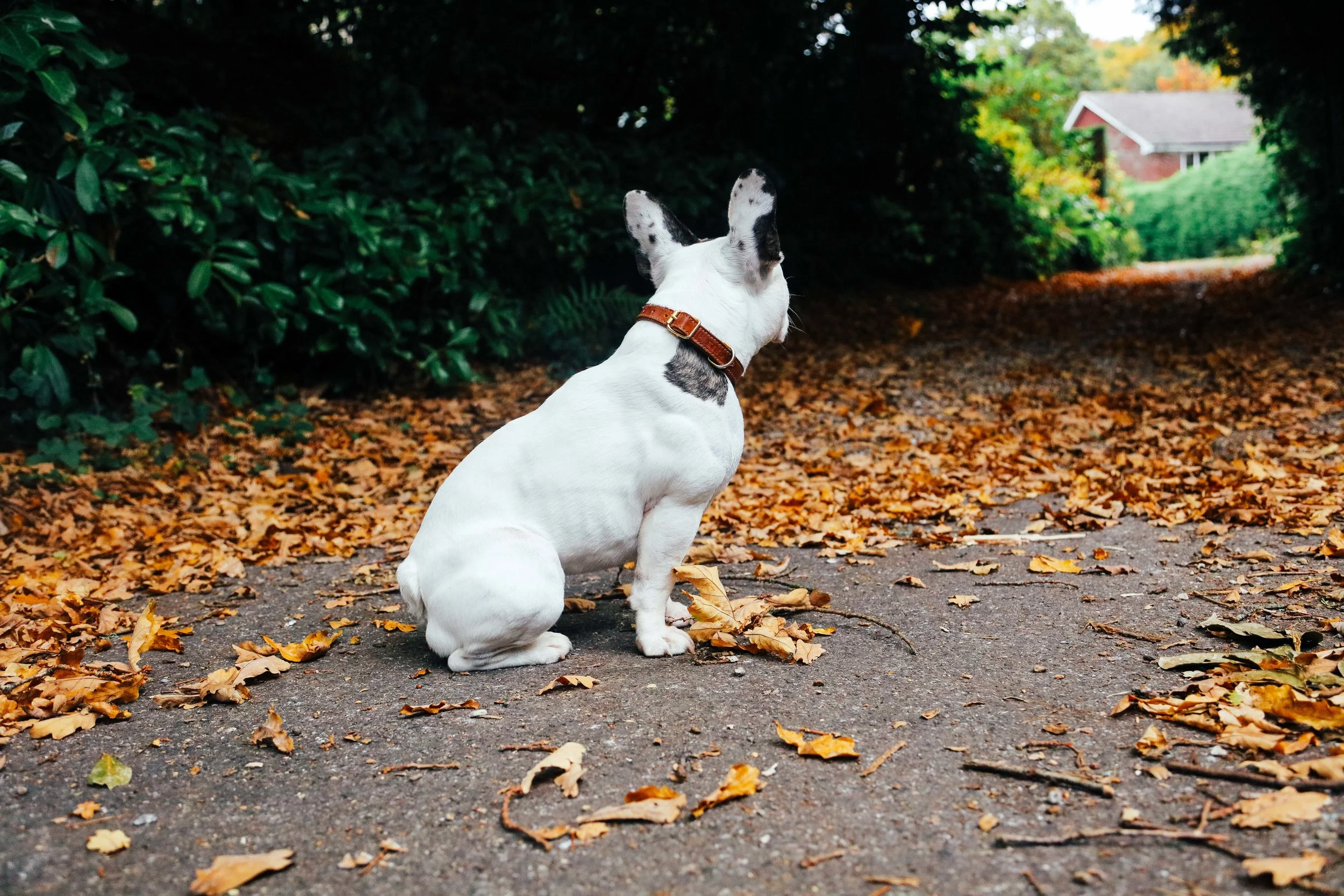 Billion-frenchie-leather lead-london-26.jpg