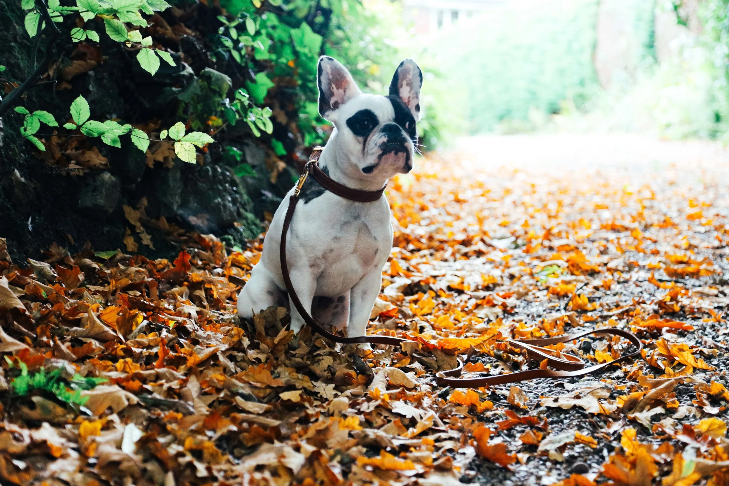Billion-frenchie-leather lead-london-28.jpg