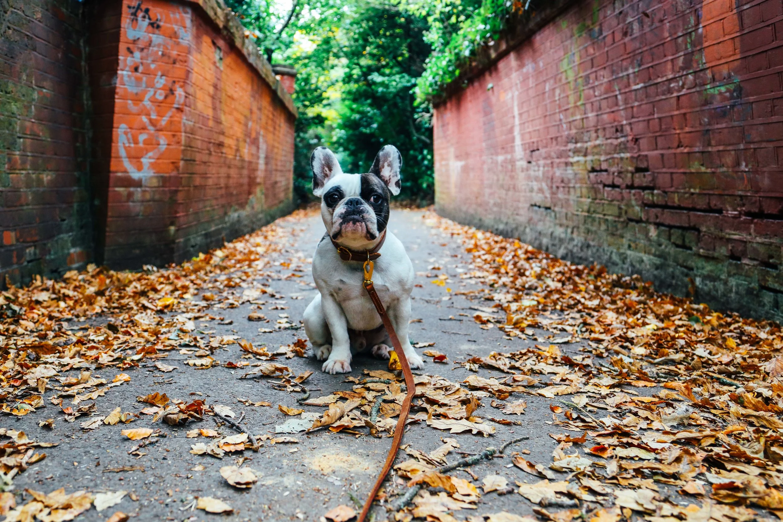 Billion-frenchie-leather lead-london-29.jpg