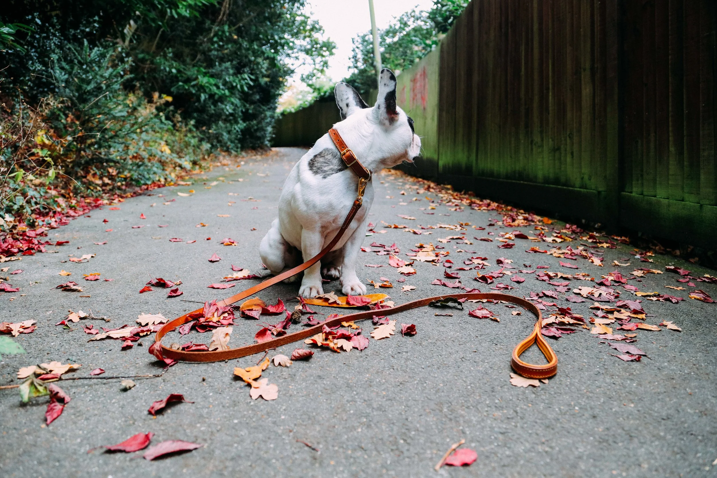 Billion-frenchie-leather lead-london-30.jpg
