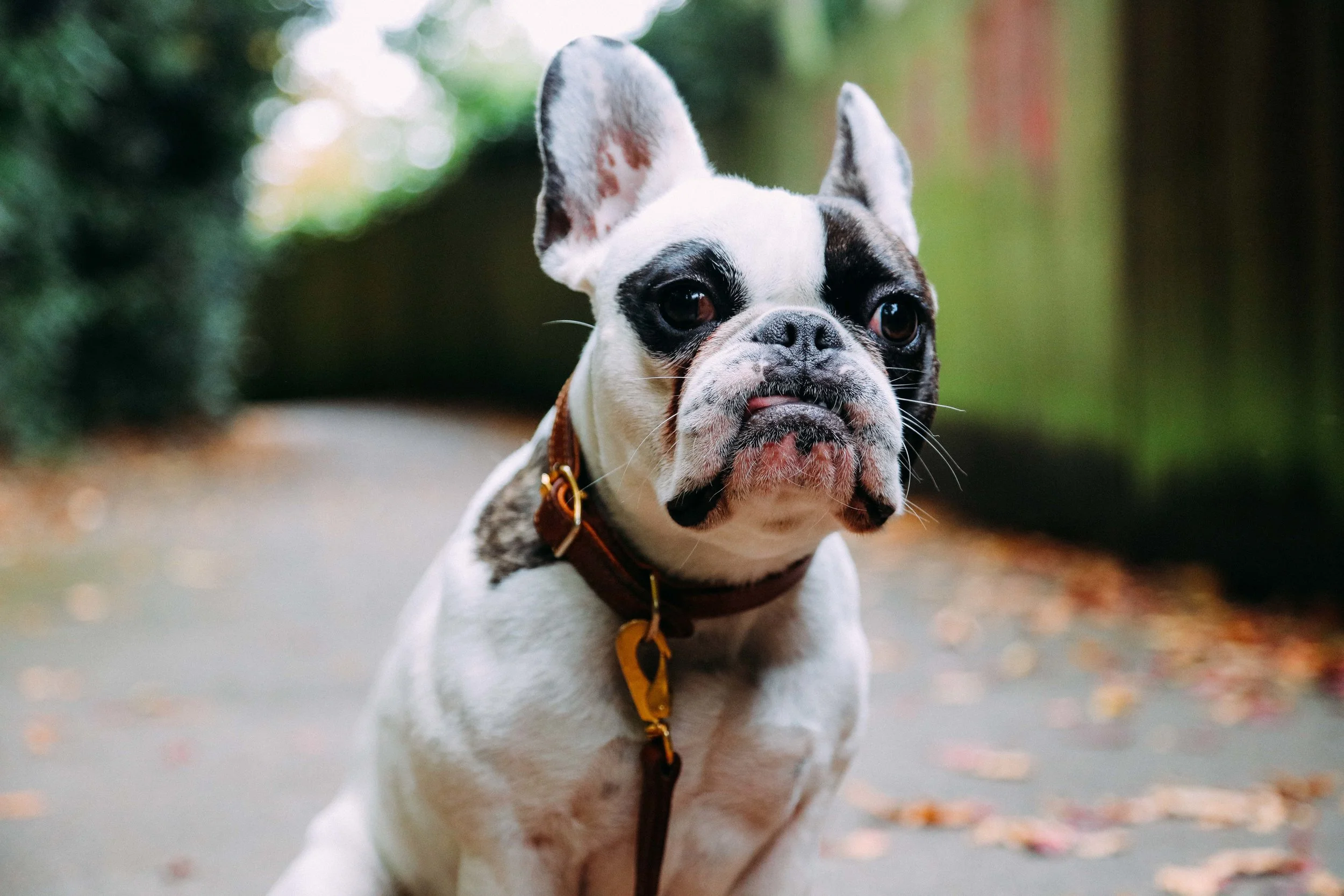 Billion-frenchie-leather lead-london-31.jpg
