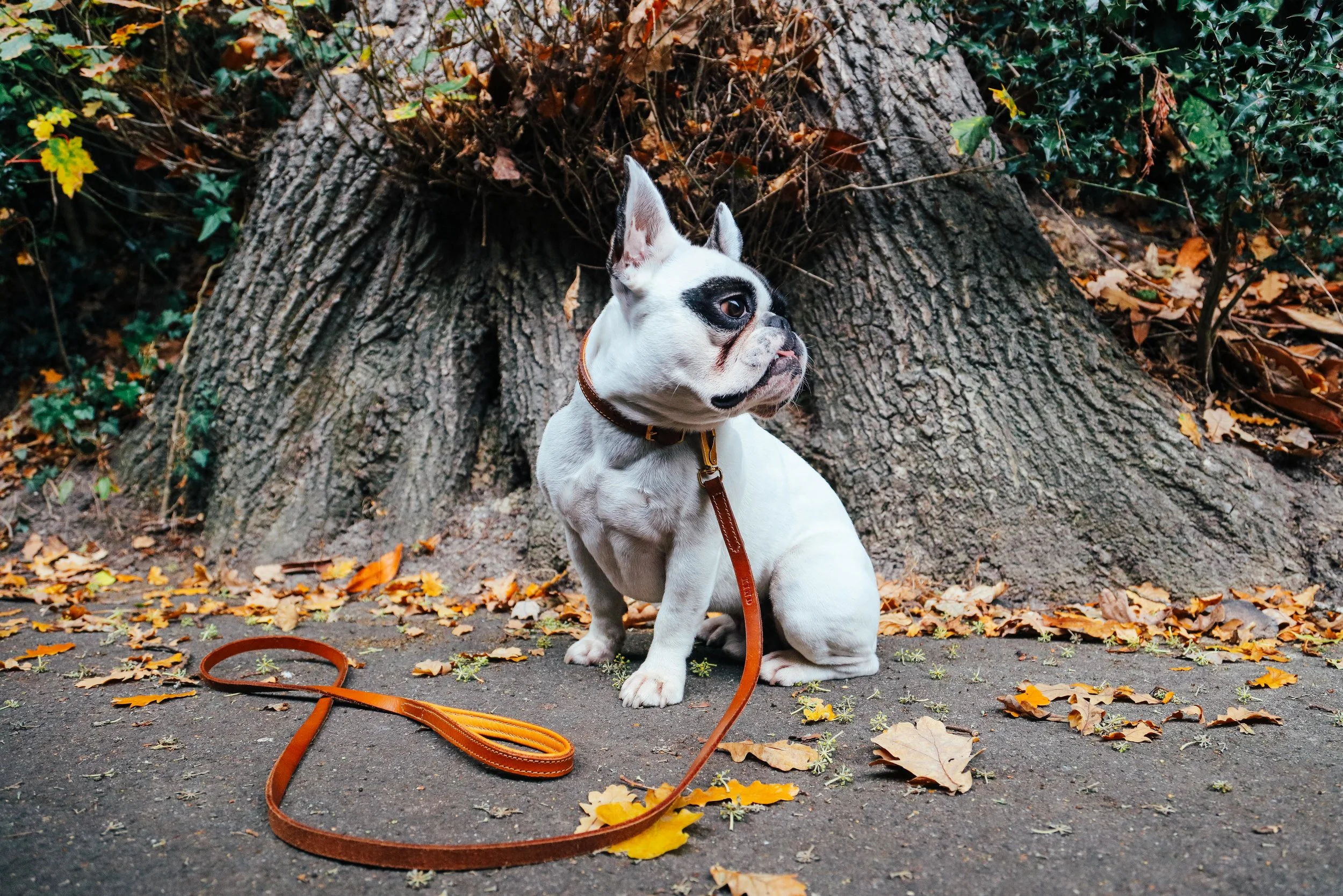 Billion-frenchie-leather lead-london-58.jpg