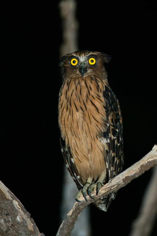  A Buffy Fish Owl, Ketupaketupu, Gaya Island Resort, Sabah, Malaysia. 