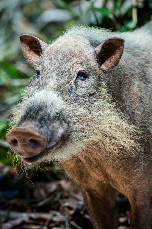  Bearded pig, Sus barbatus at forest edge of Tavajun Bay, Gaya Island Resort, Sabah, Malaysia. 