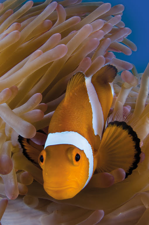  False Clown Anemonefish, Amphiprion ocellaris, Sapi Island, Tunku Abdul Rahman Park, TARP, Sabah, Borneo, Malaysia. 