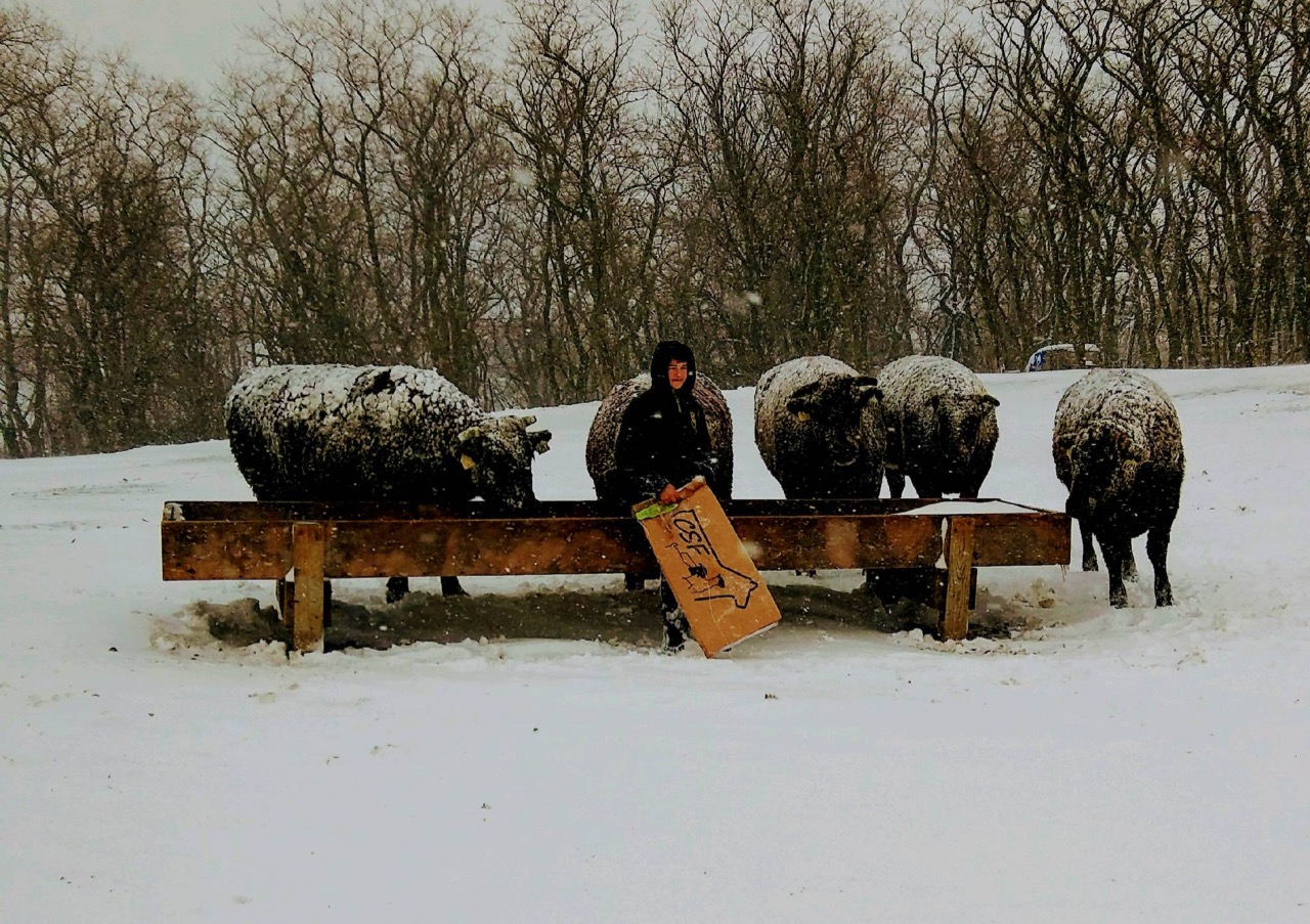 Winter at Craig Cattle