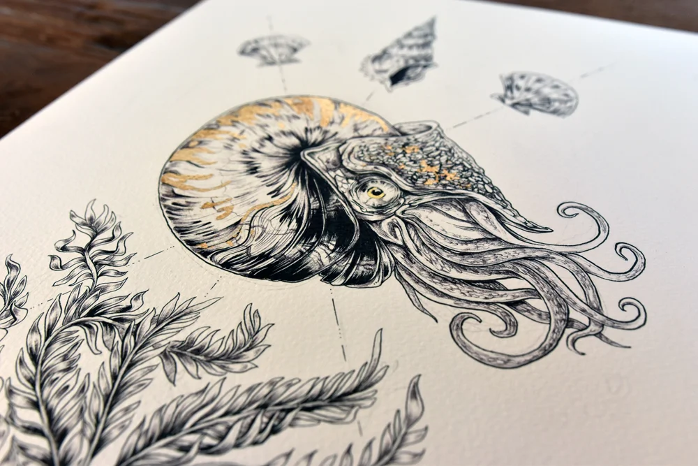 Nautilus_detail_small.jpg