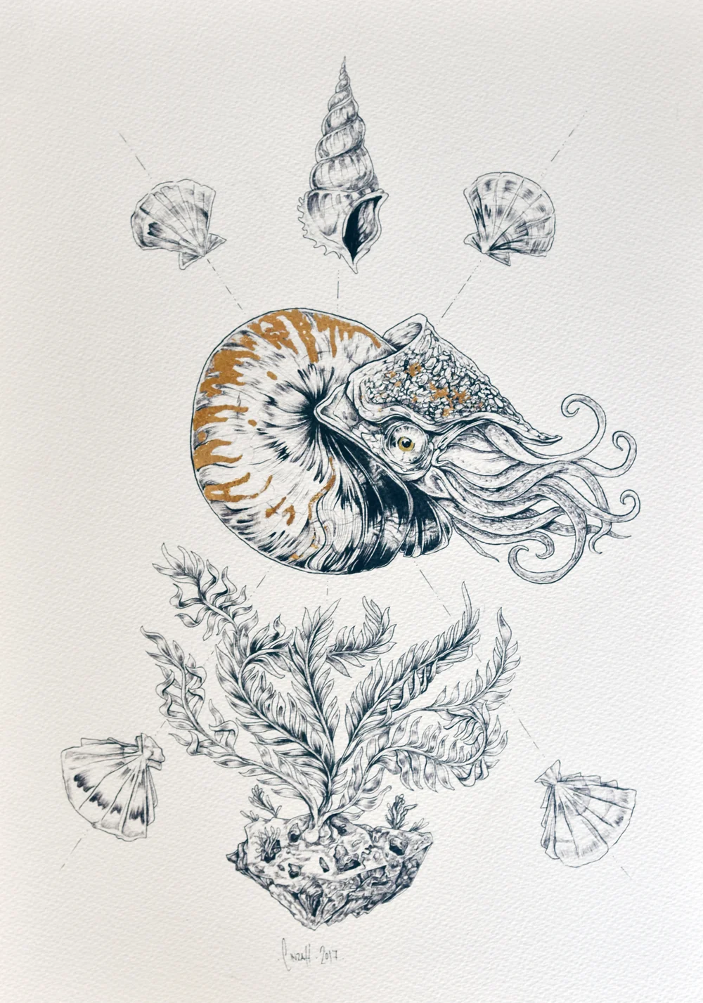 Nautilus_small.jpg