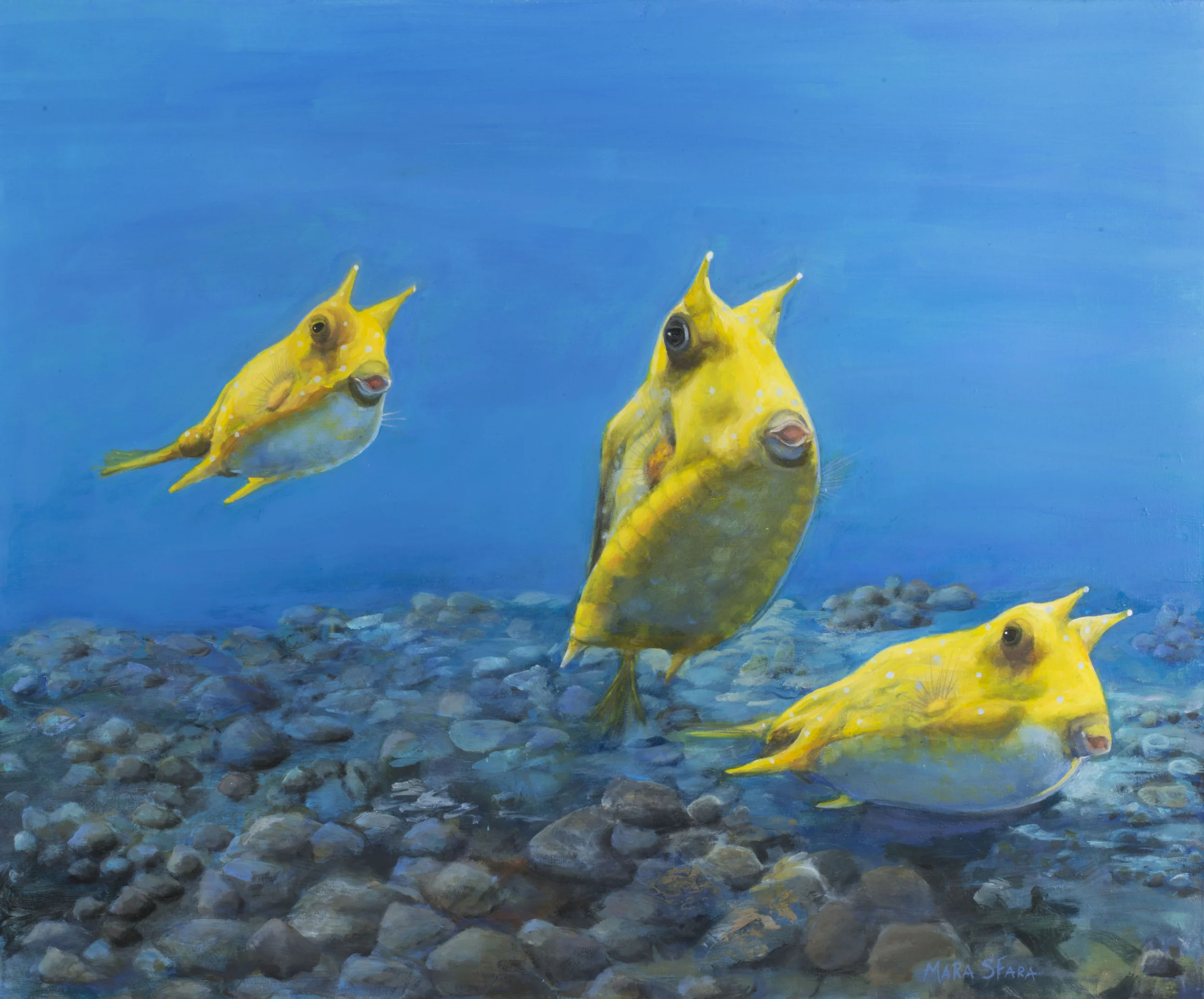 Three Cowfish