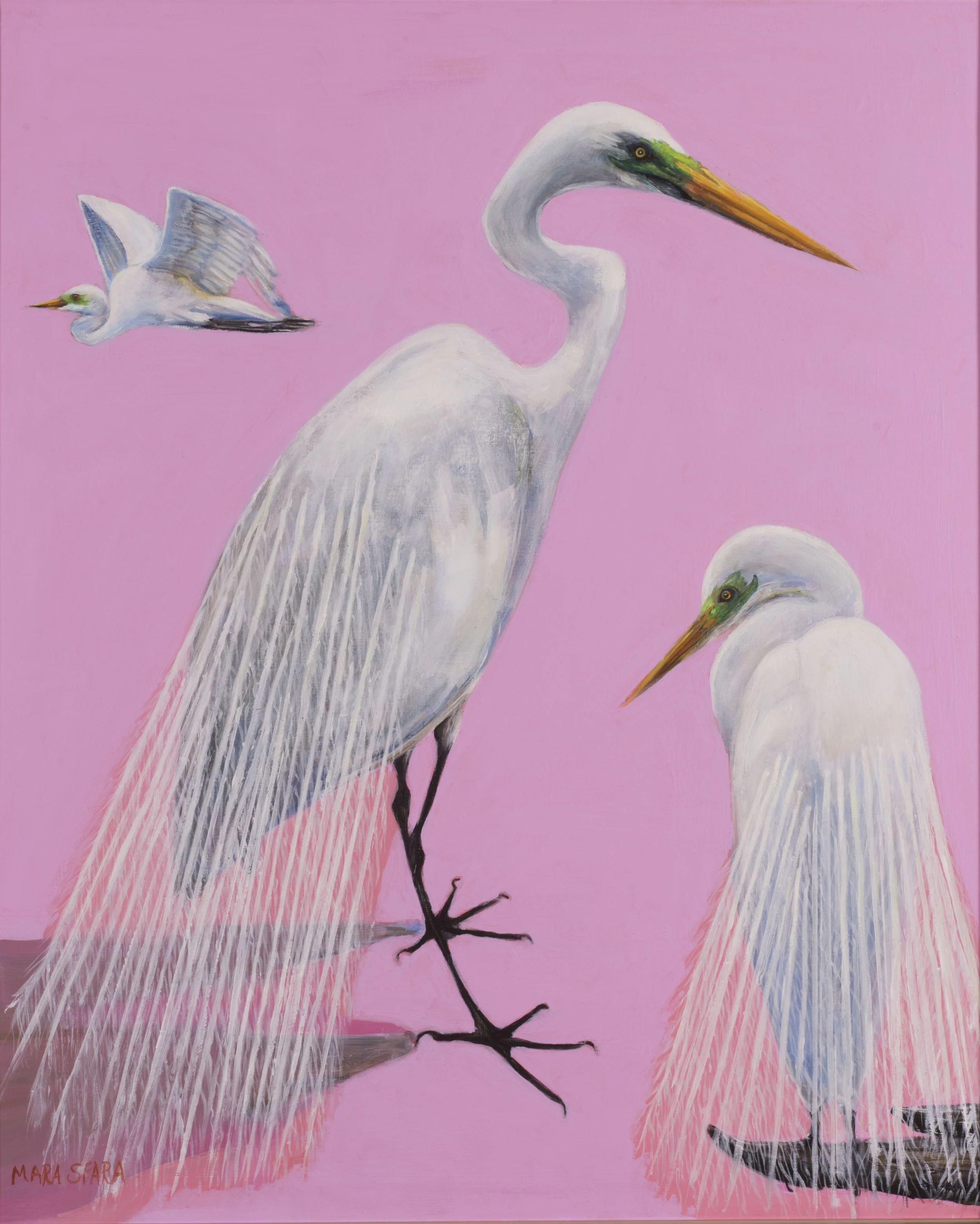 Three Great White Egrets in Pink