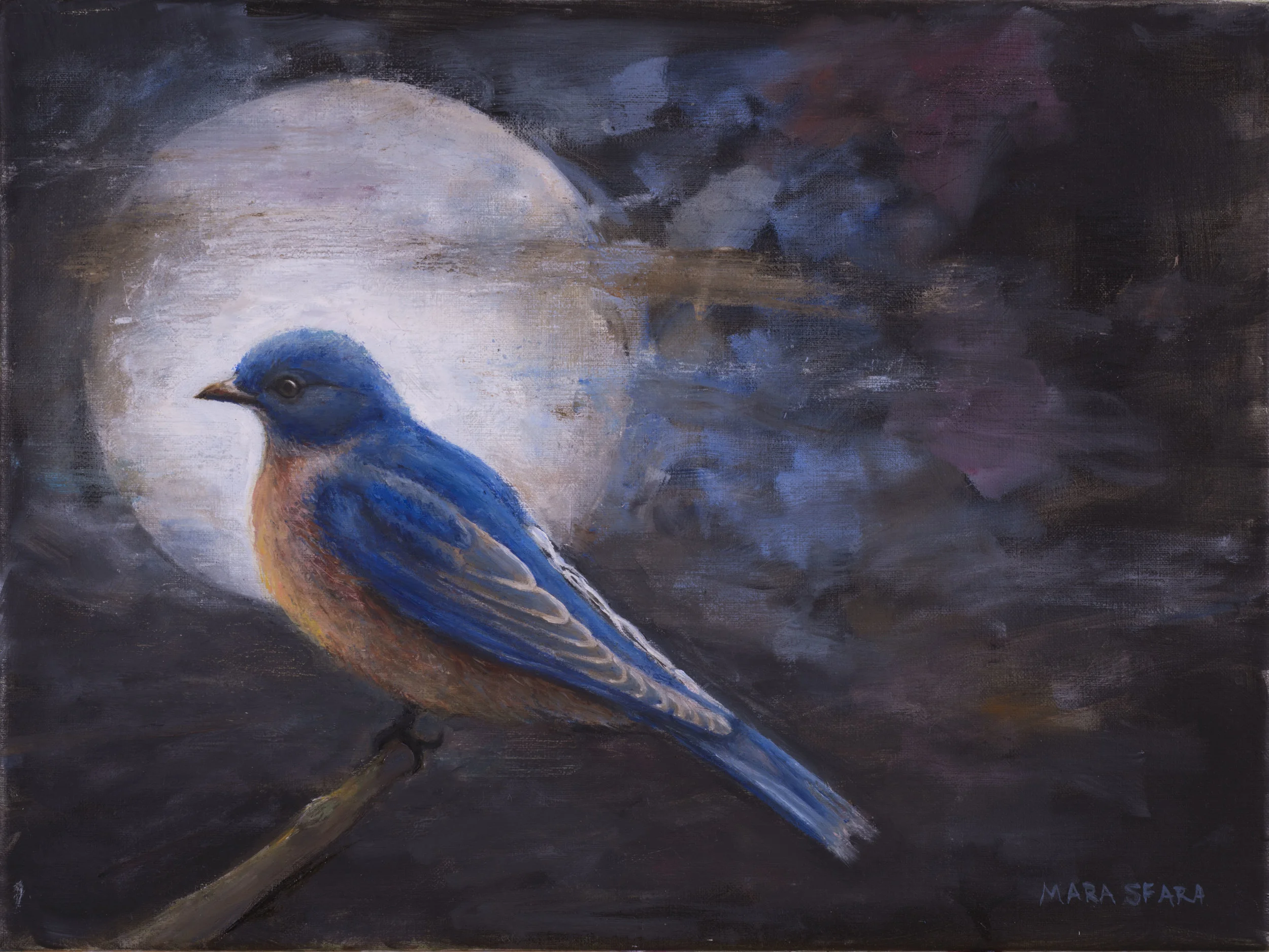 Eastern Bluebird in Moonlight