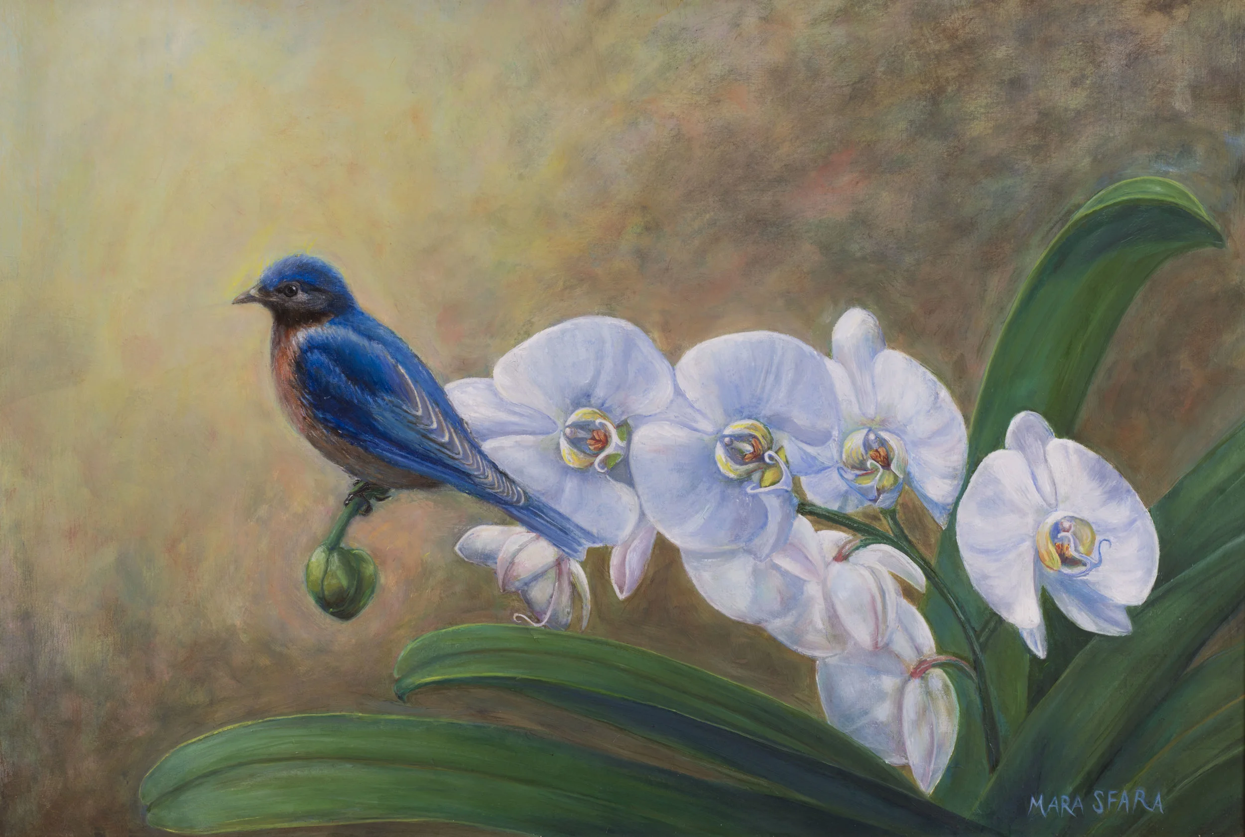 Eastern Bluebird perched on Orchid
