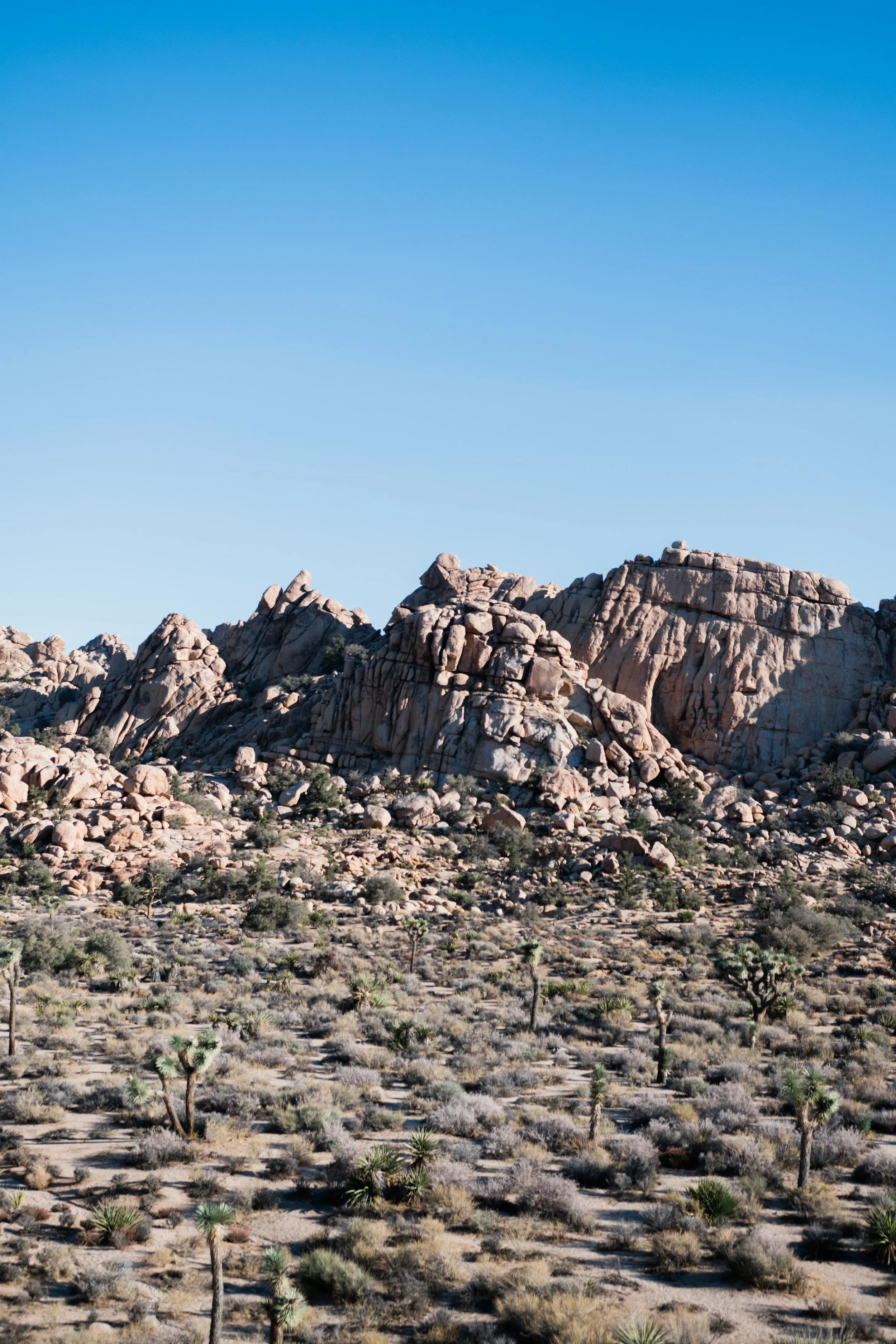 Joshua Tree (17 of 23).jpg