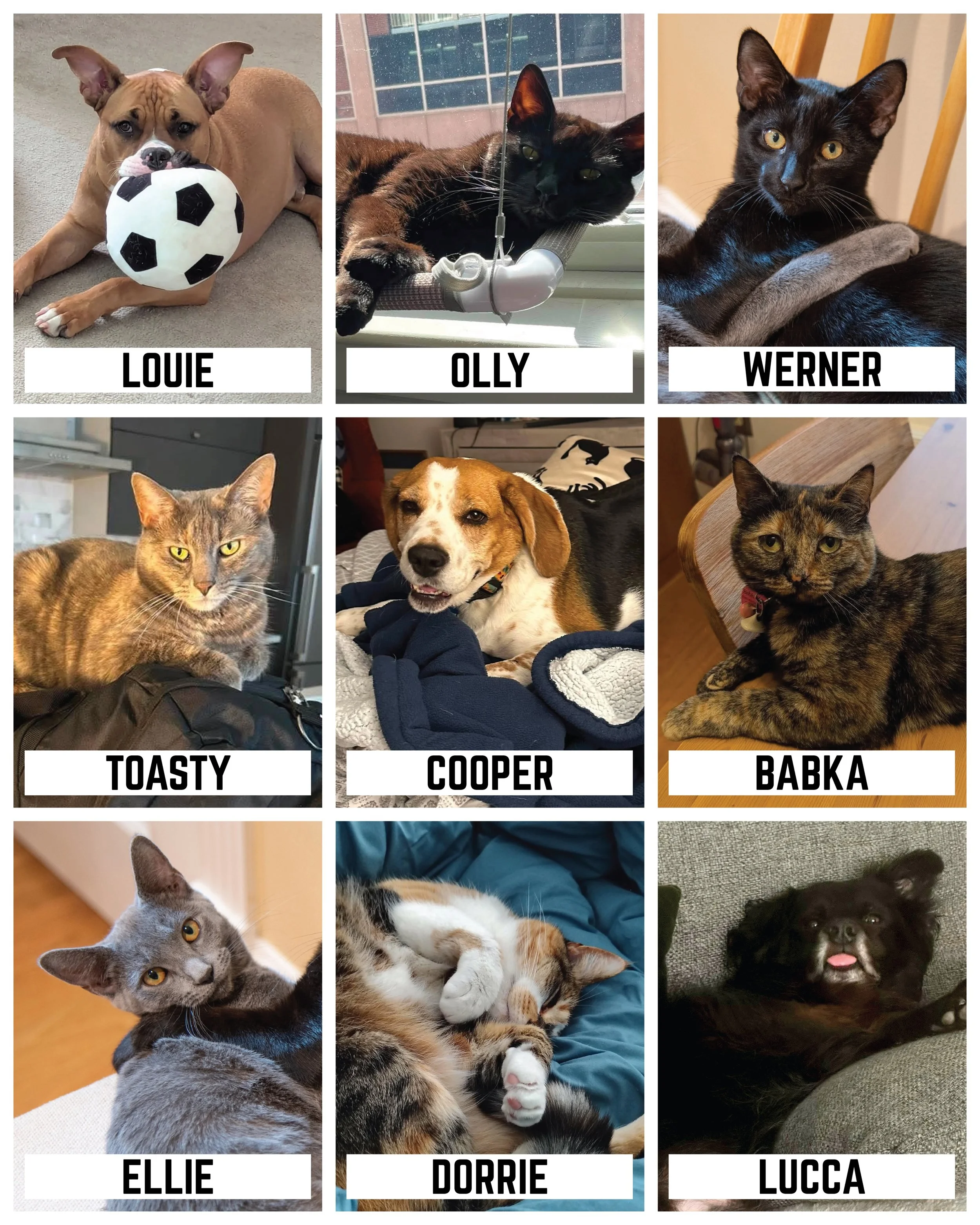Guess who: can you match these pets with their Supreme Chord parents? How good are you at identifying dog vs cat people? Swipe to the end for the correct answers and let us know how many you got right in the comments below!

If you like pets as much 