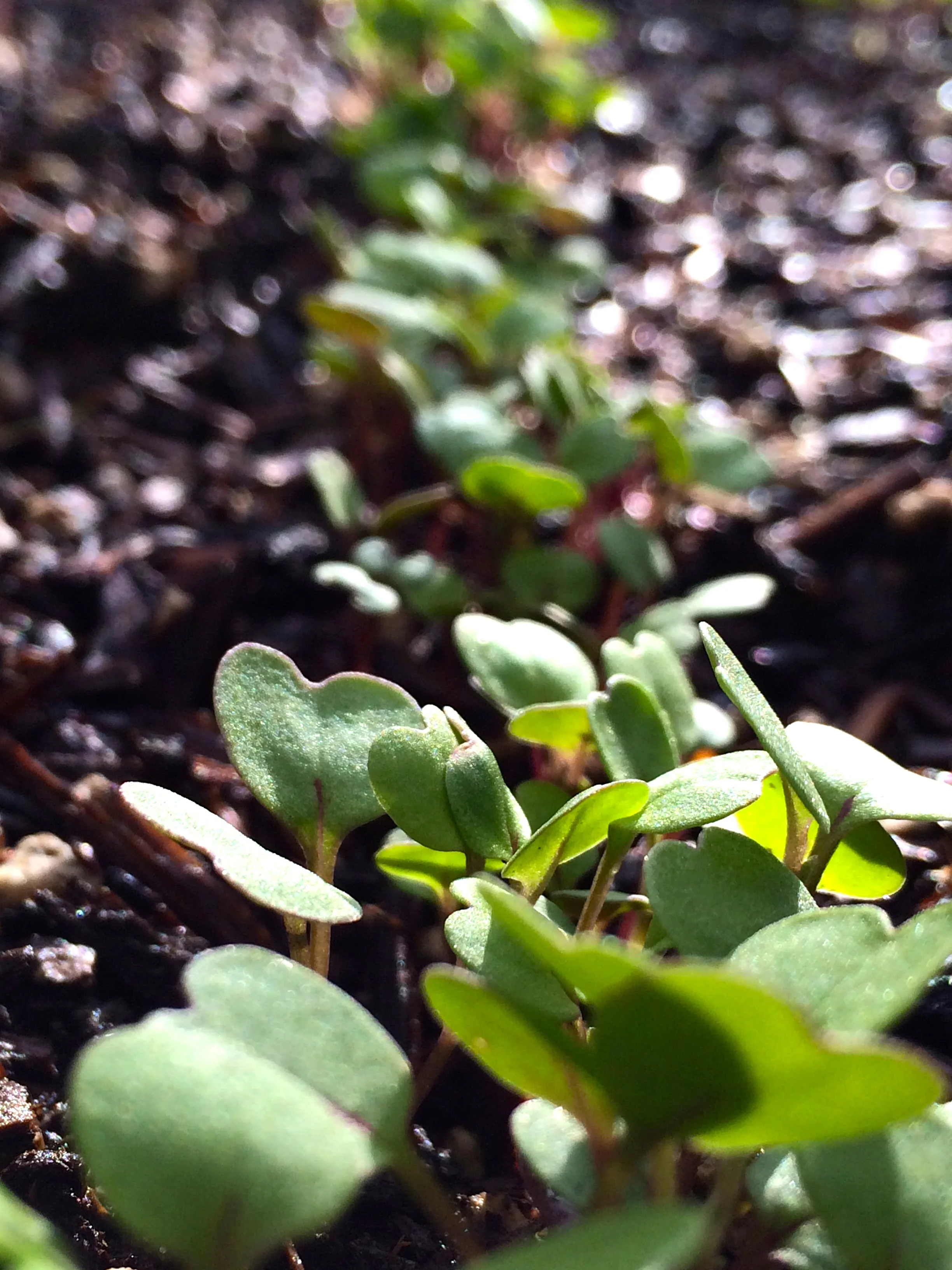 Arugula germinating