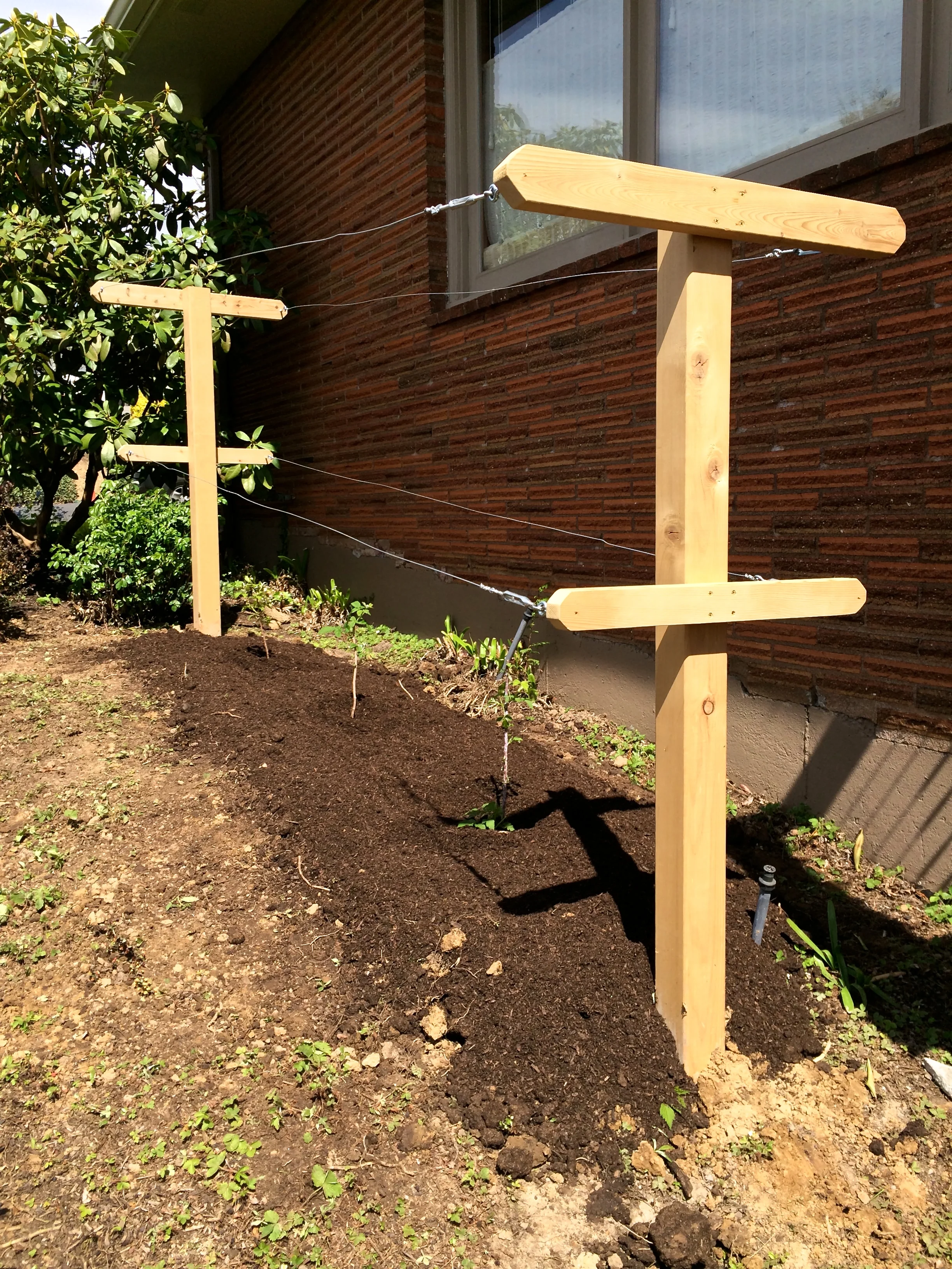 Raspberry trellis system with new raspberry planting