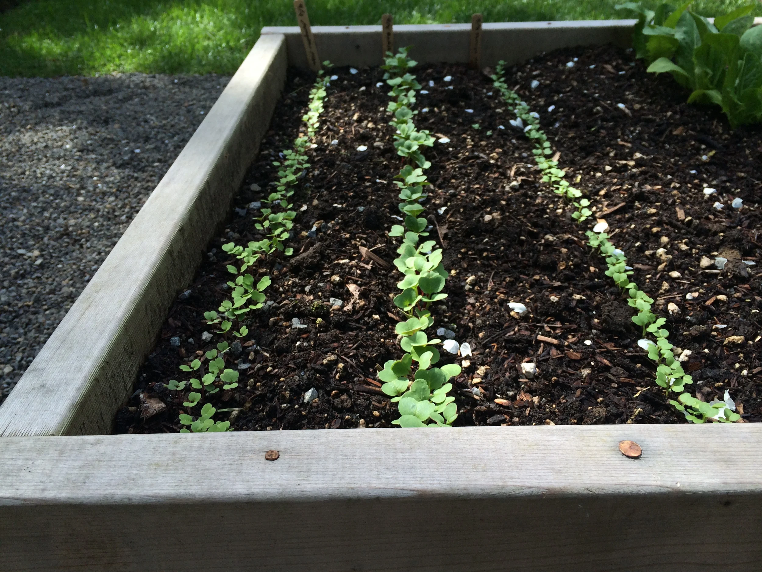 The Pleasures Of Growing From Seed Part 1 Why Grow Seeds