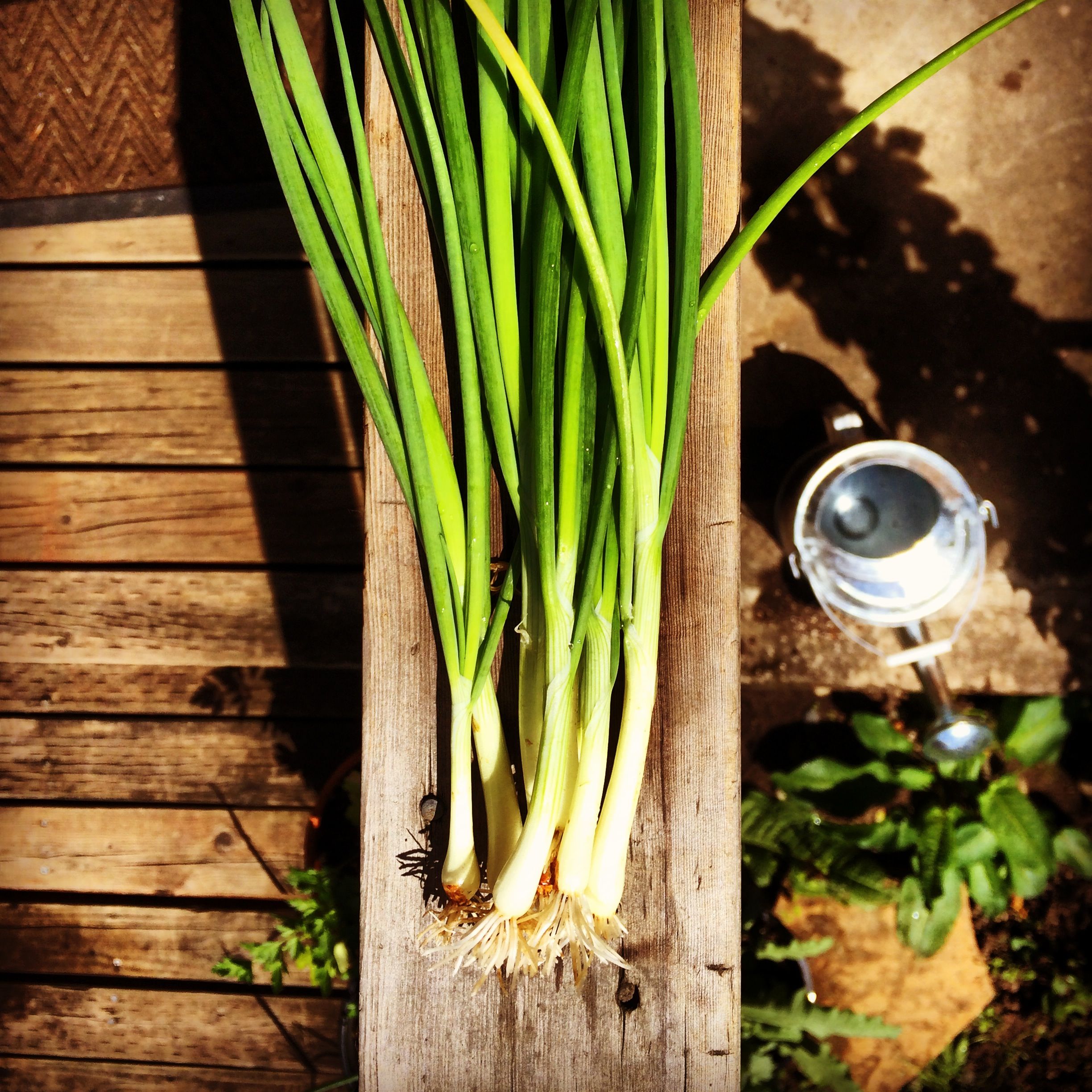 Scallions from my kitchen garden