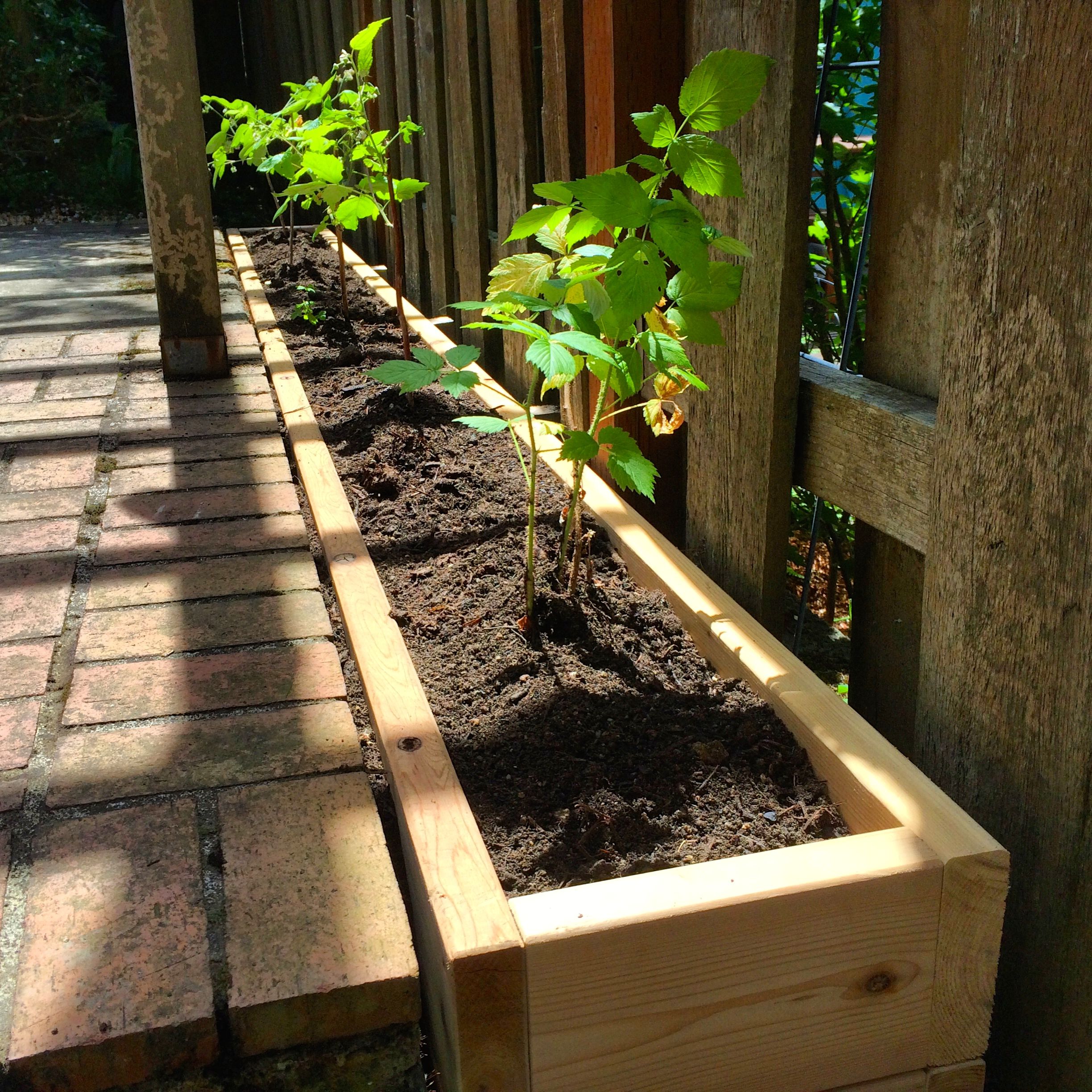 Raspberry bed with newly planted raspberries