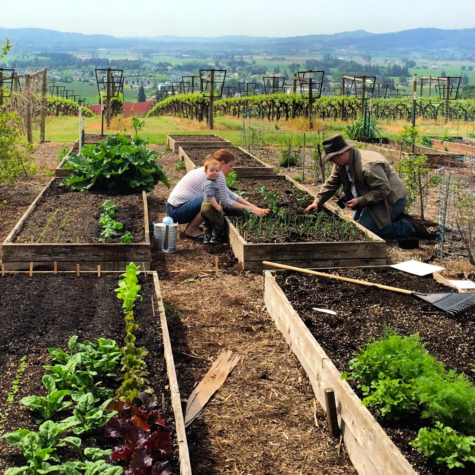 A family garden plant-out!