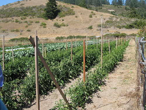 Many farmers in more arid climates "dry farm" their tomatoes, never irrigating them, and letting their deep roots tap into ground water to sustain them.
