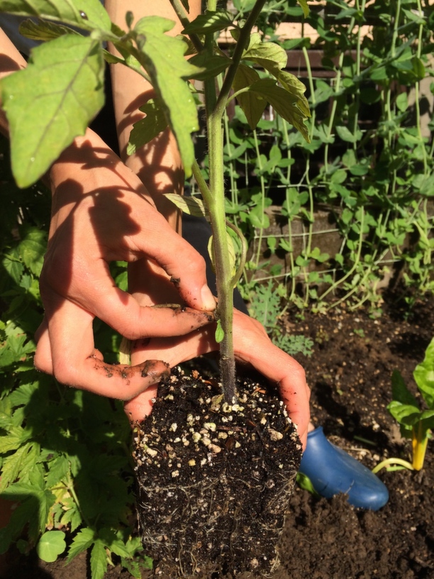 Prune out lowest 2 or 3 lateral branches before planting