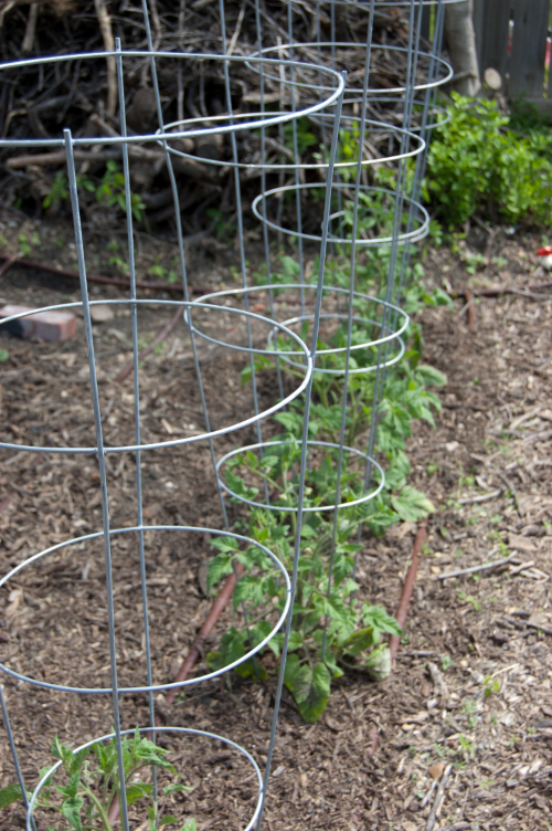 Simple tomato cages