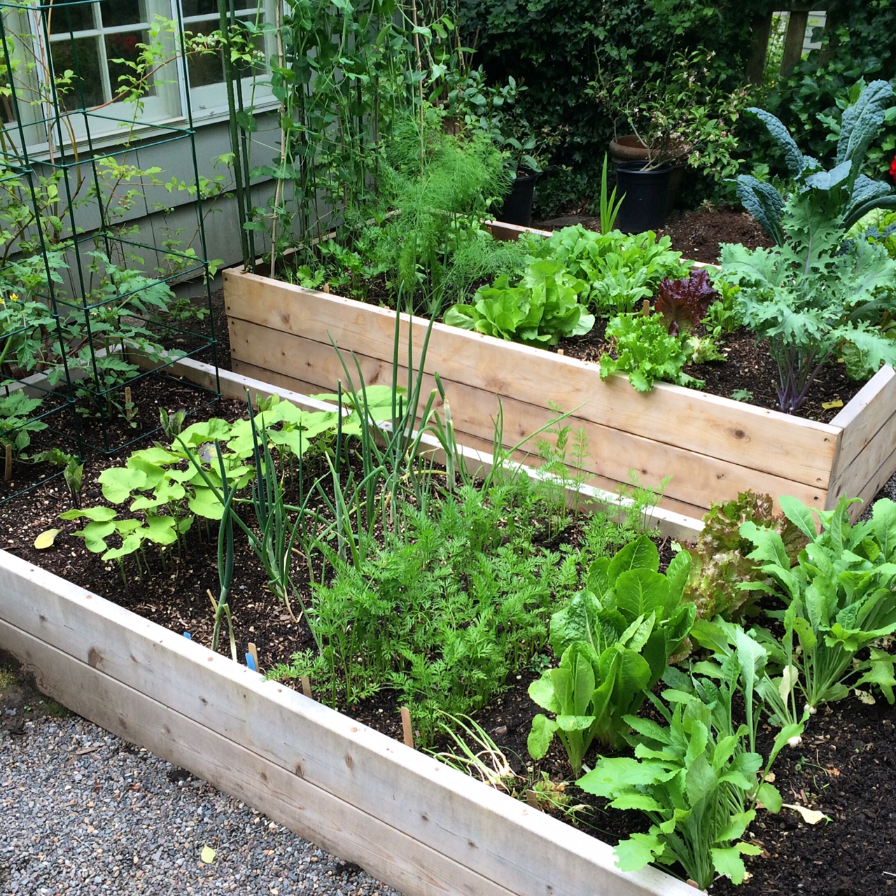Keep records of the locations of vegetable plantings so you can create rotations in seasons to come.