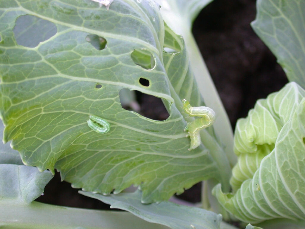 Cabbage Loopers going to work on leaves of collard greens
