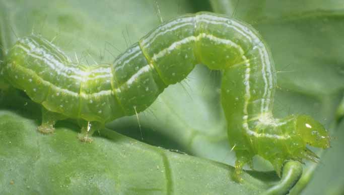 Close up of mature Cabbage Looper larvae