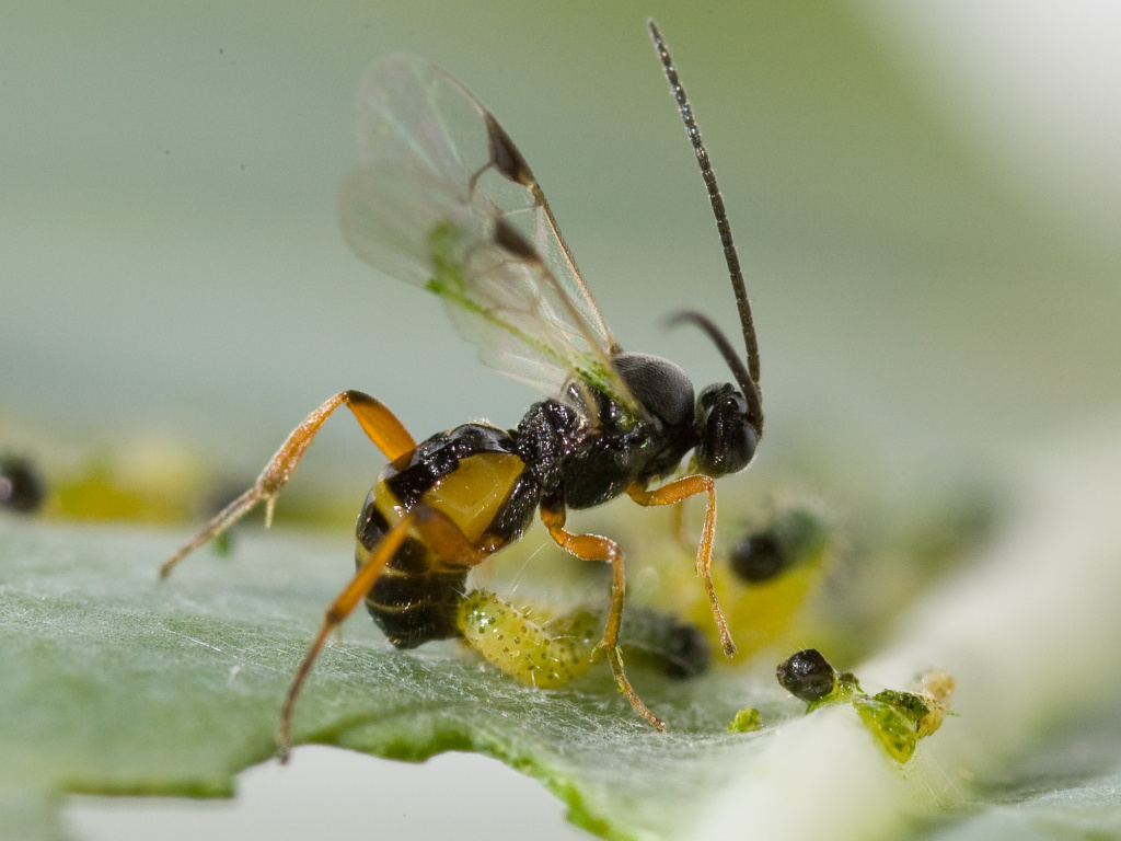 Providing nectar and pollen sources for parasitic wasps is a great way to encourage the natural predators of Cabbage Loopers in your garden!