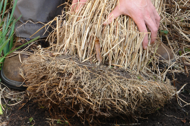 The fibrous root systems of grasses are especially helpful in cover cropping suppressing weeds, improving drainage, and conditioning soils.