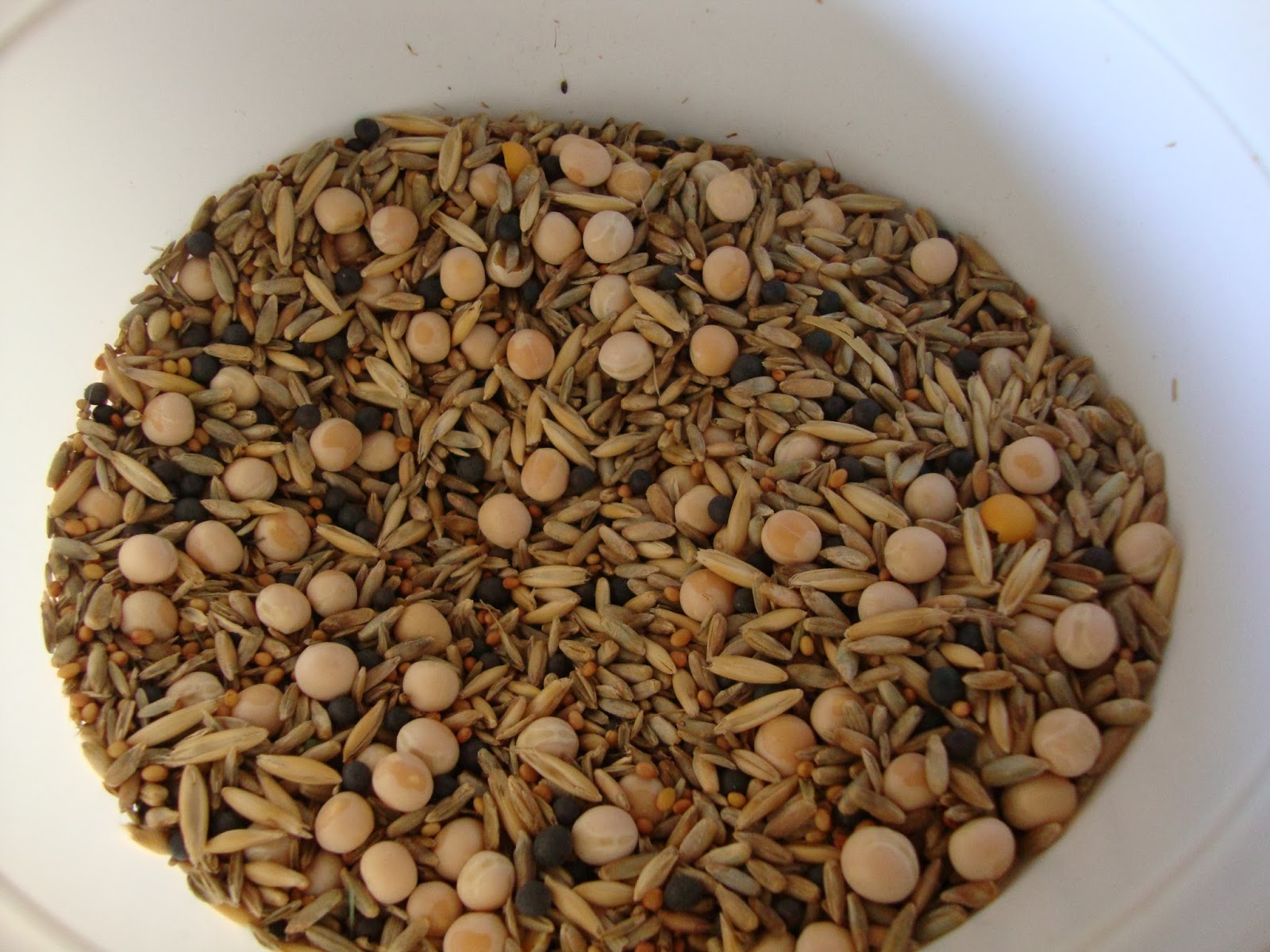 Sowing a mixture of cover crops is an excellent way to enjoy a range of benefits for your garden. This mix from Johnny's Seeds contains: Clover, Rye, Peas, Oats, and Vetch