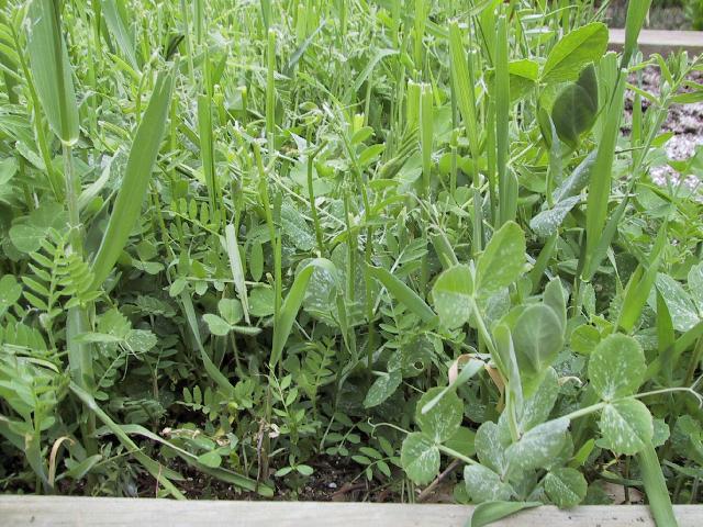 A mixed cover crop maturing: Rye, Hairy Vetch, Clover, and Field Peas are all visible here.