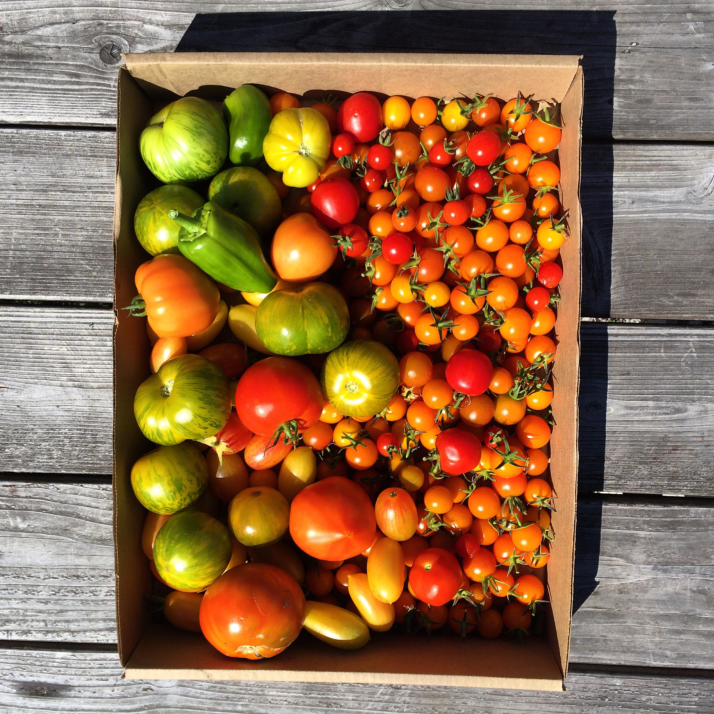 Tomato Harvest