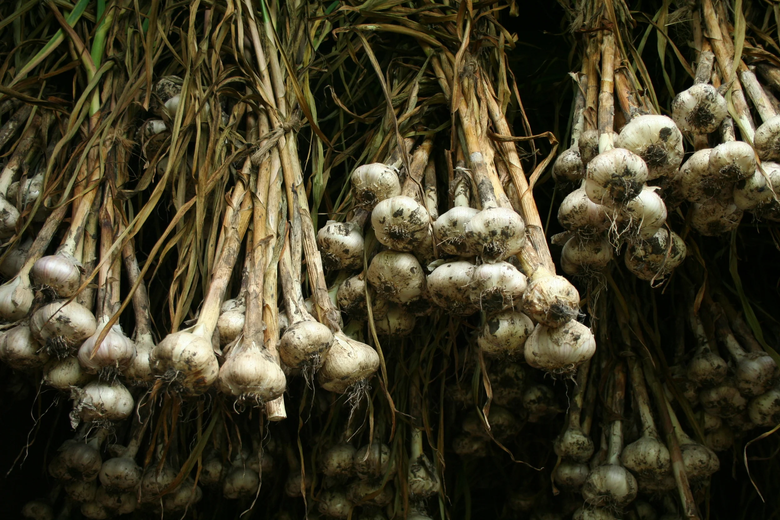 Curing garlic.jpg