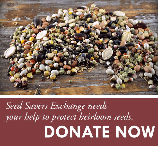 Protect-Heirloom-Seeds.jpg