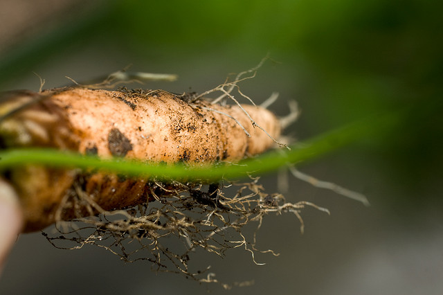 Root Vegetables like carrots, have very delicate taproots that are traumatized and damaged when transplanted. For this reason, root vegetables are much happier being grown from seeds.