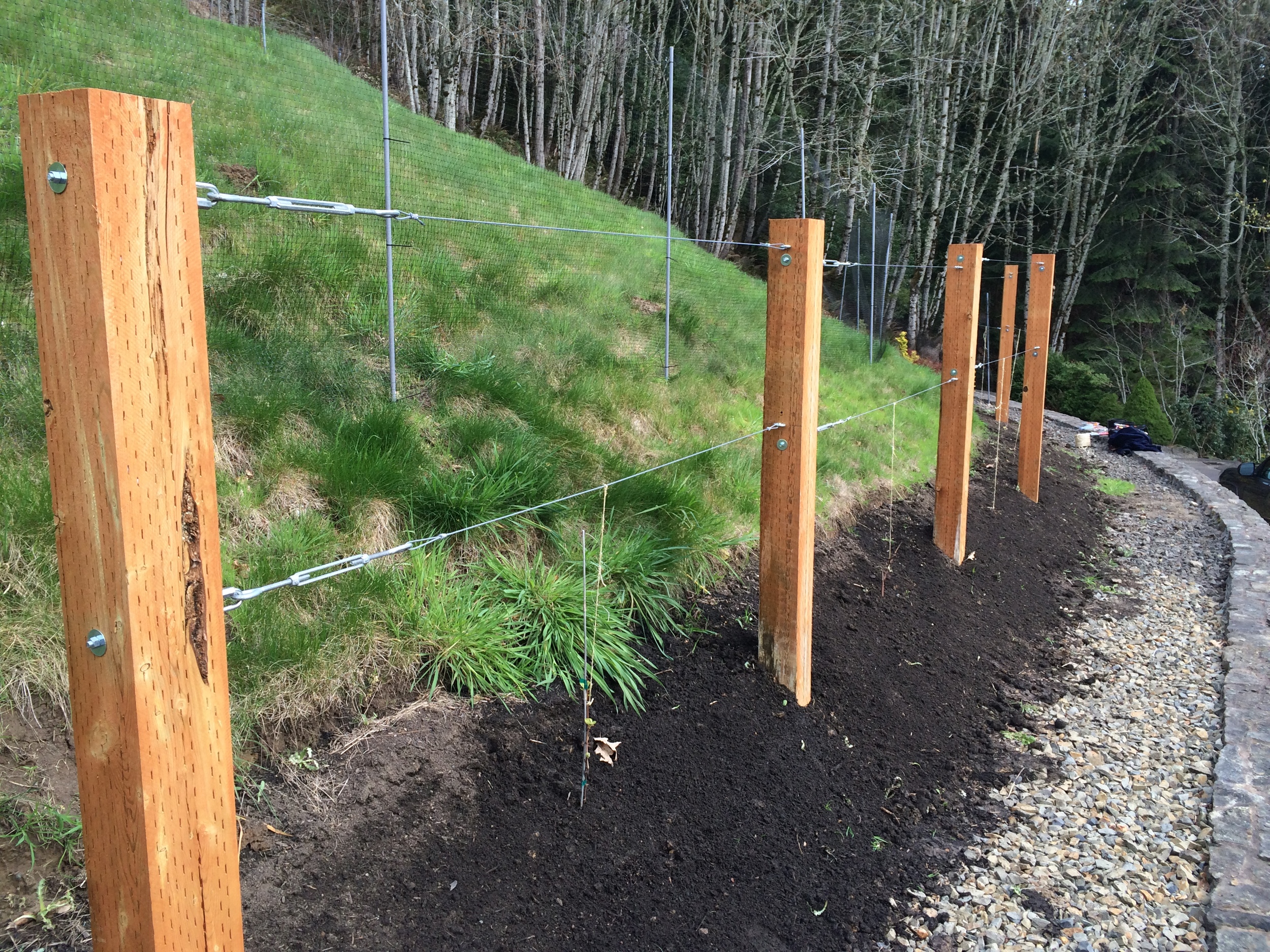 Grape Trellis