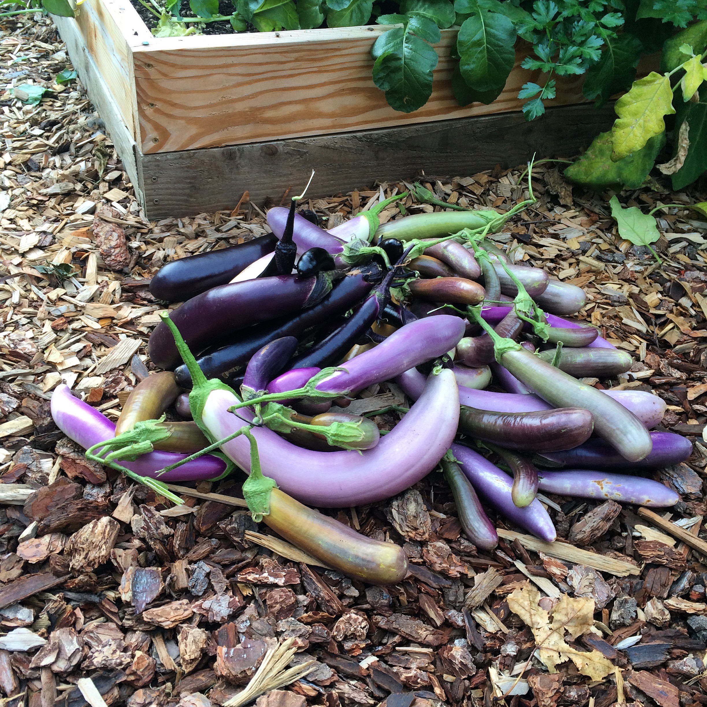 PEG Update: A Summer, A Fall... in Photos!! — Portland Edible Gardens