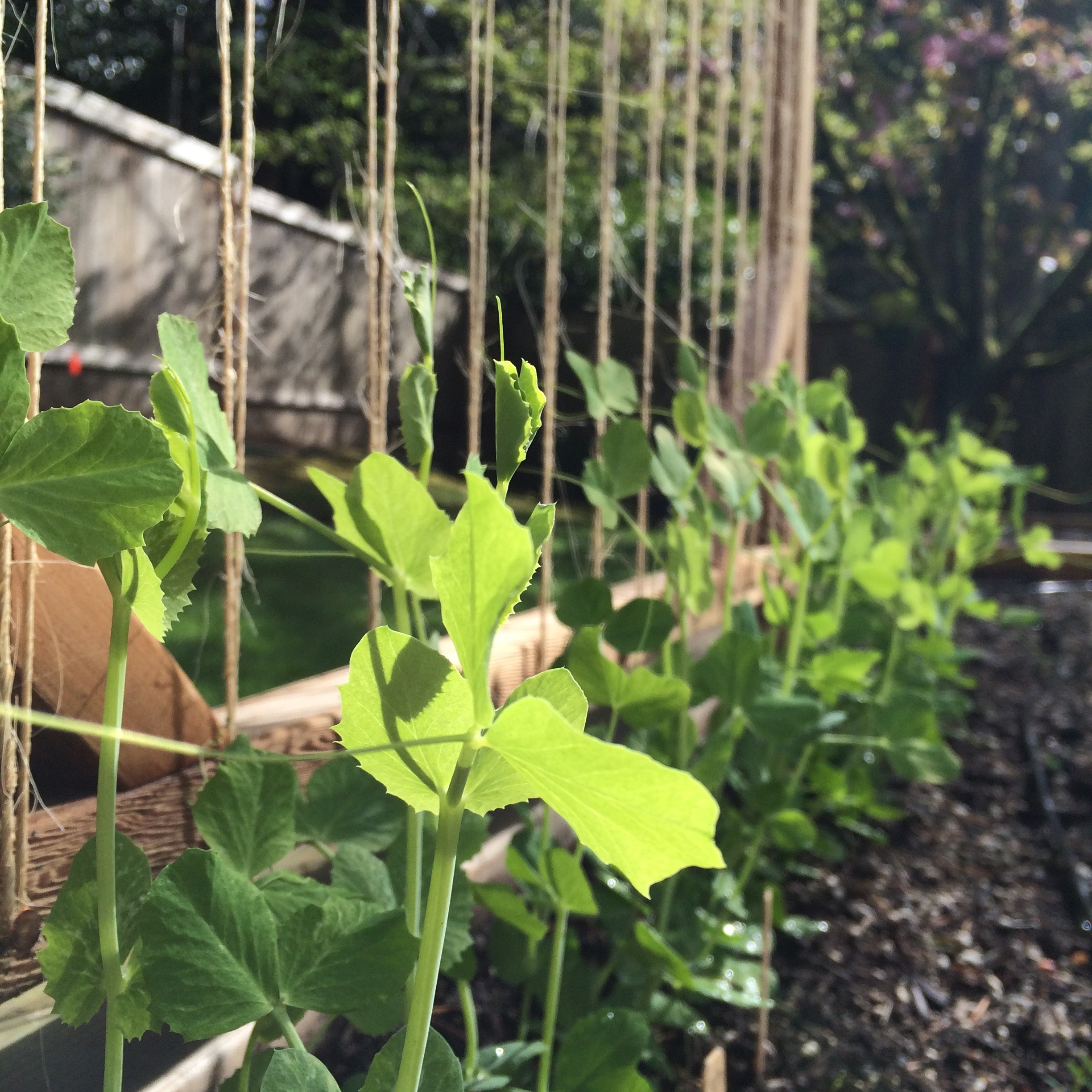 Sugar Snap Peas