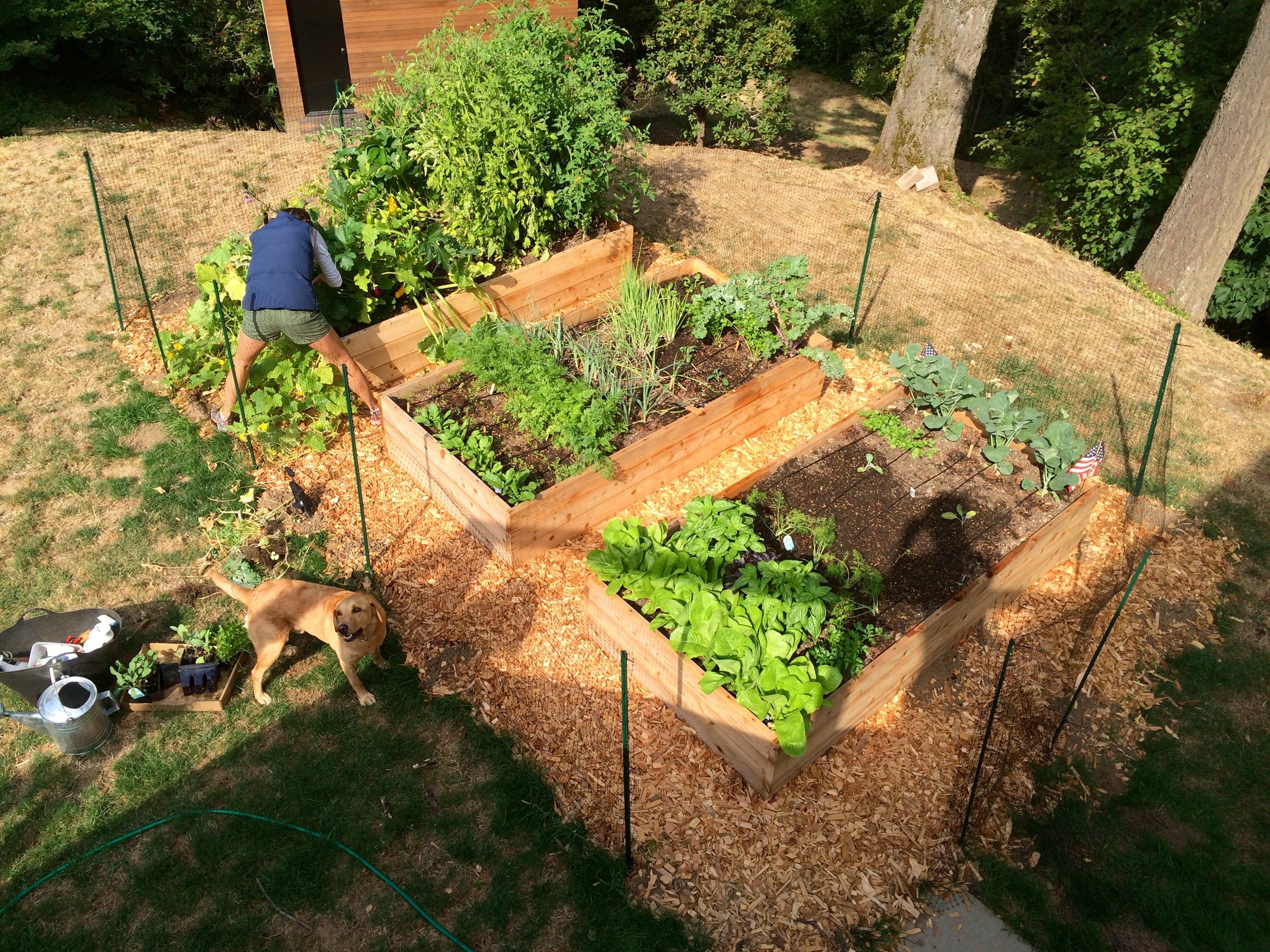 Overhead view of raised beds