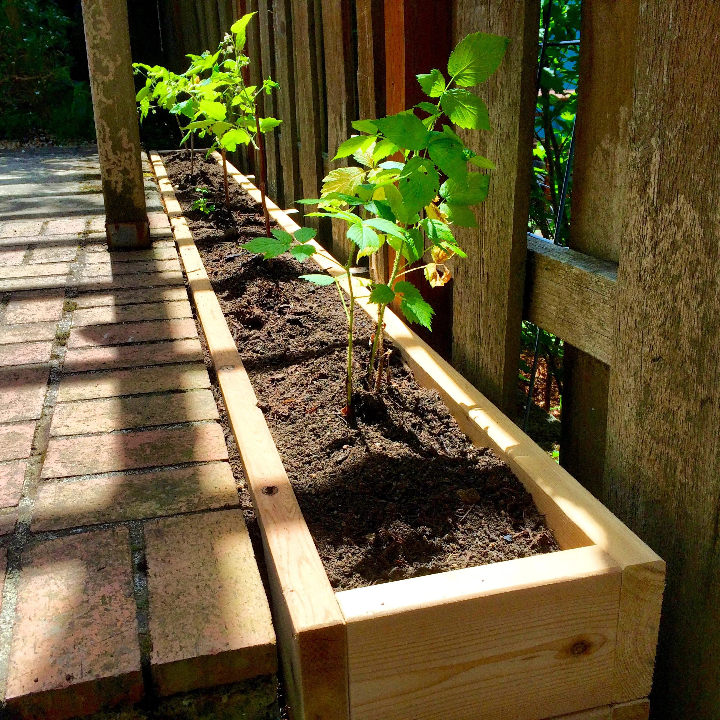 Fruit Trees and Berries — Portland Edible Gardens Raised Garden Beds