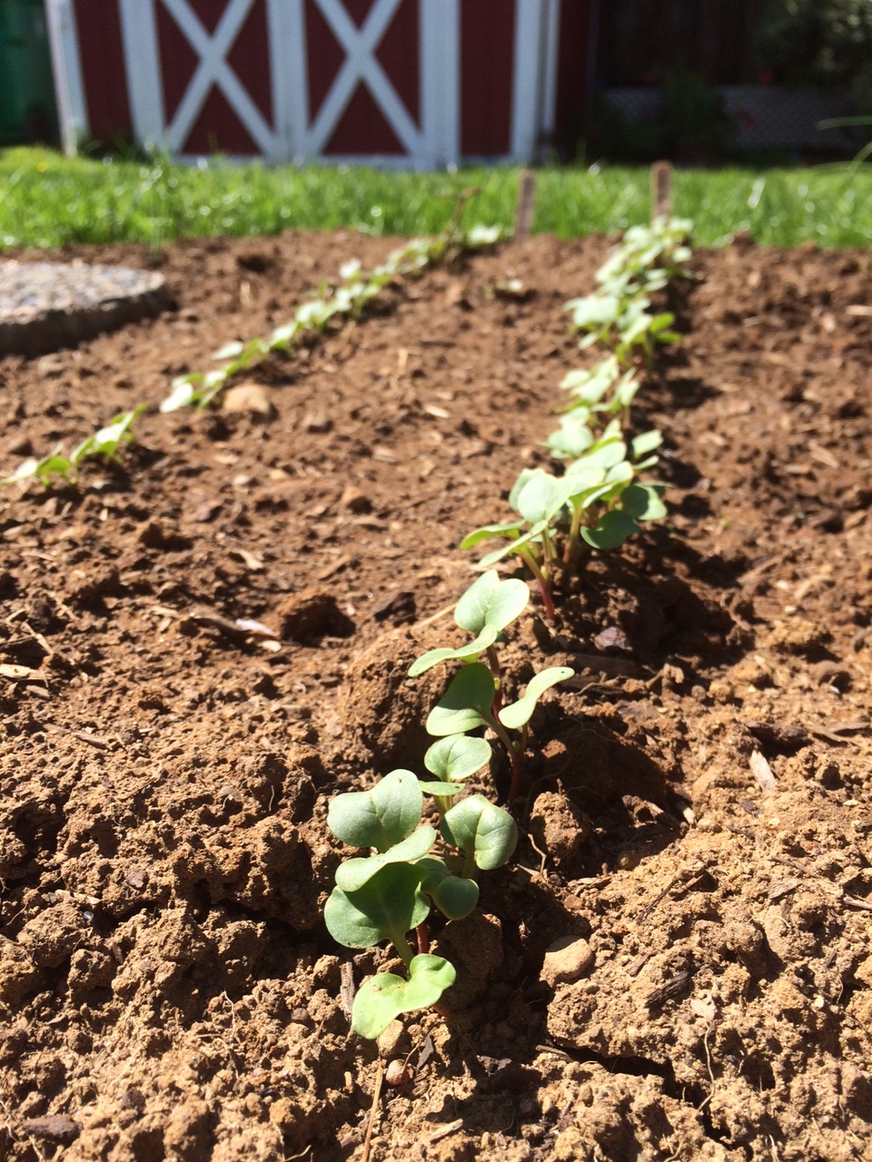 Radishes germinating in freshly tilled garden beds