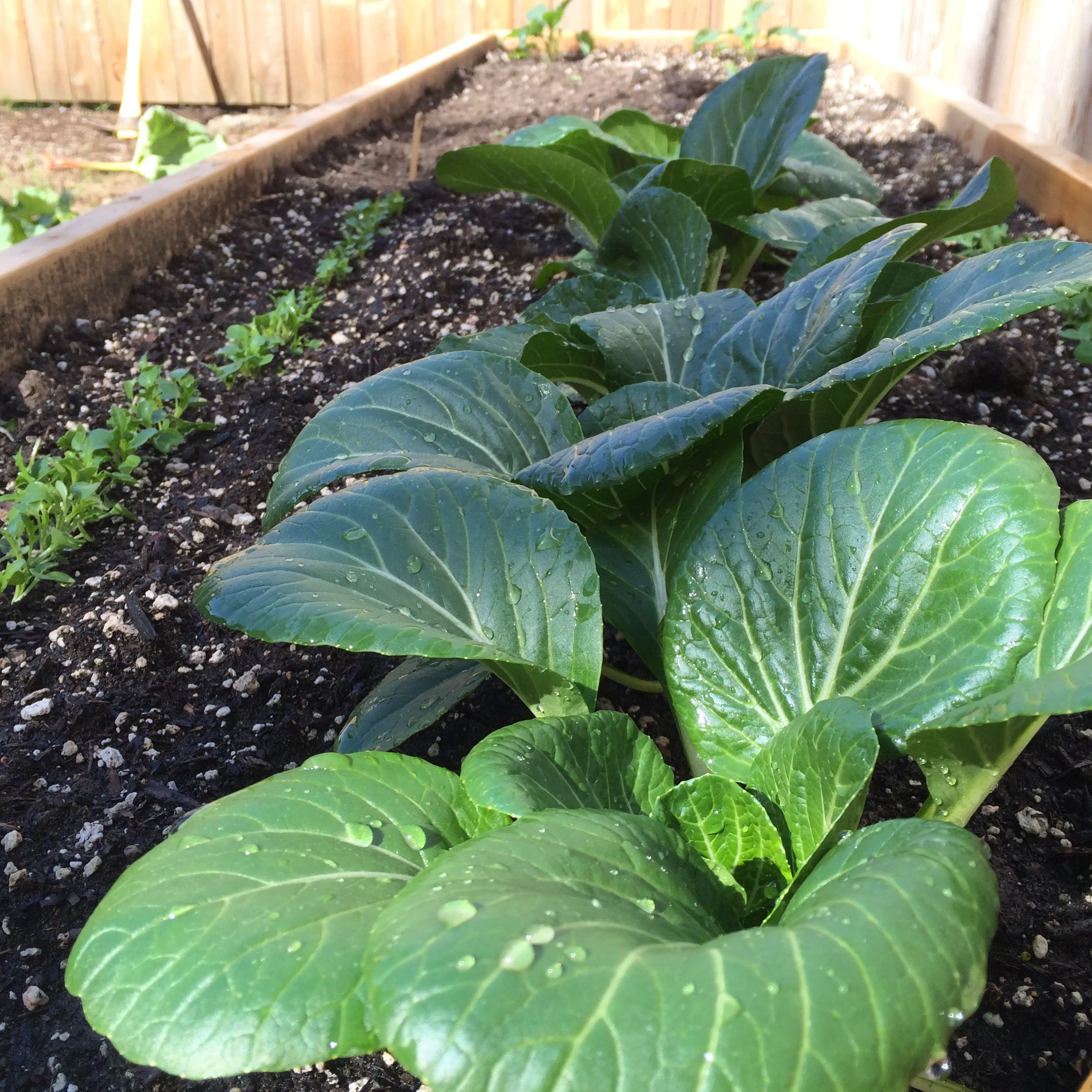 Bok Choi: succulent Spring treat