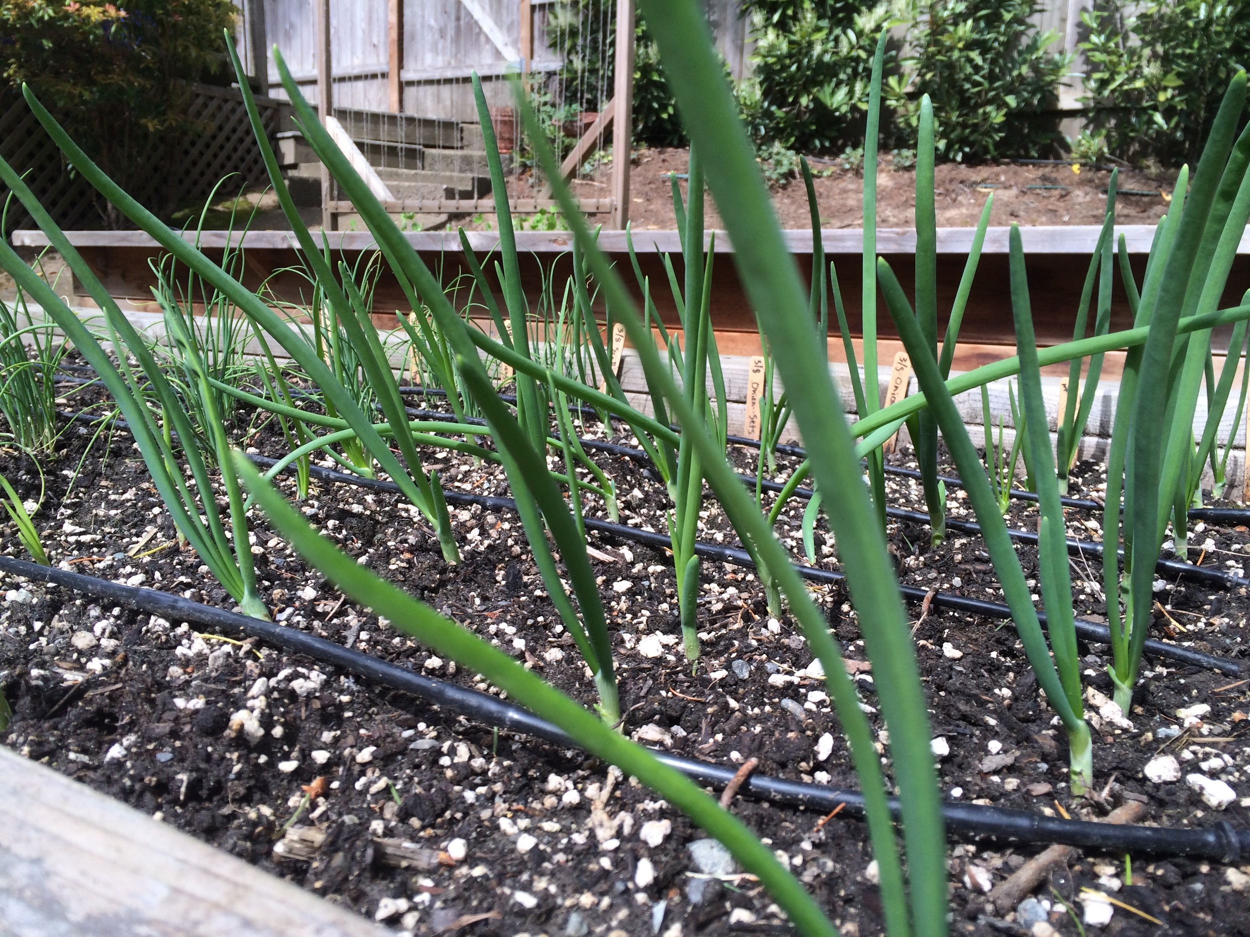 Onion Sets are great for early planting and an early harvest!