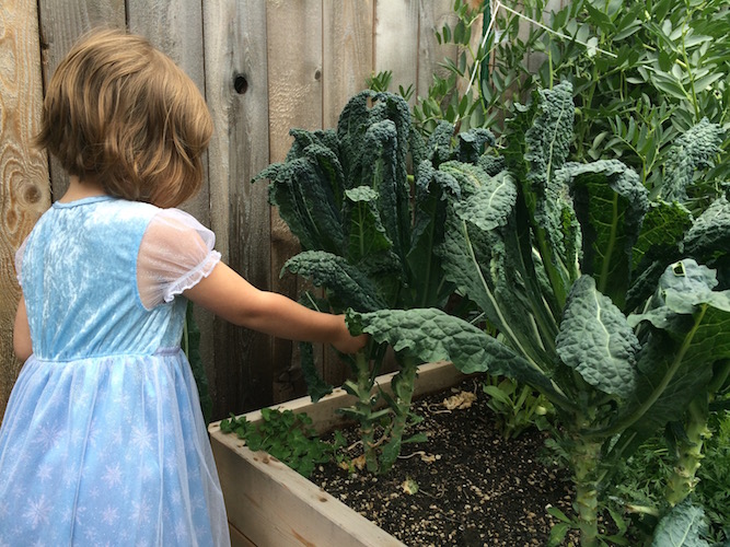 Kale is another great choice for Winter planting. It produces for many months and can tolerate sub-freezing temperatures without a problem!