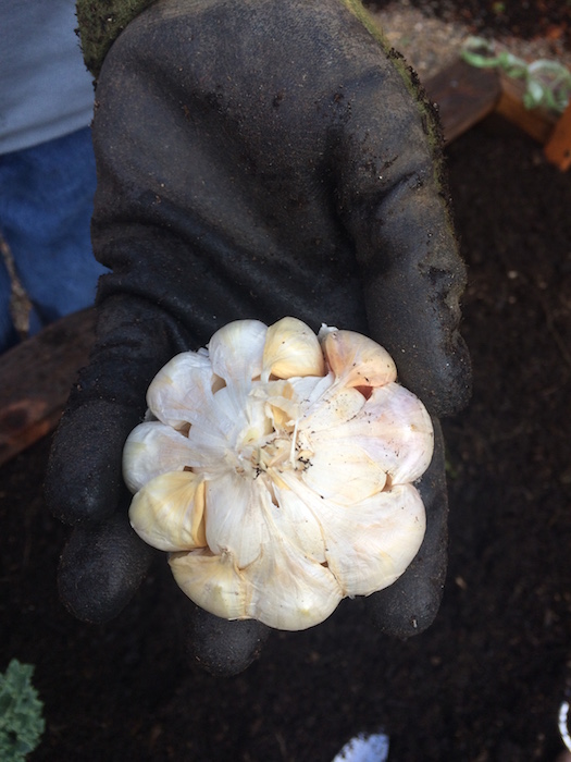 Softneck garlic has irregular cloves, lacks a rigid central stock, milder flavor and stores longest (up to 9 months!)